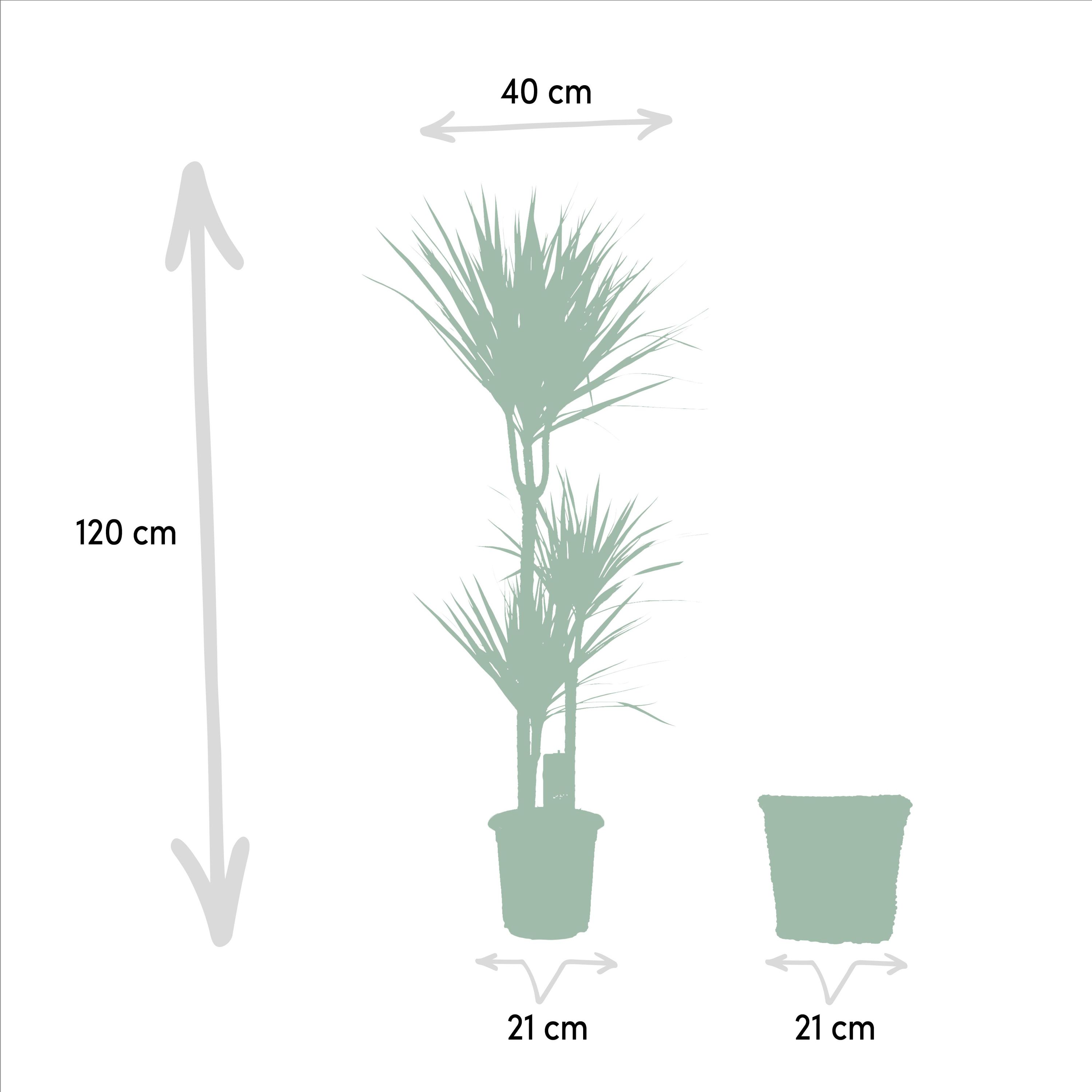 Dracaena - Tropischer Drachenbaum im Korb