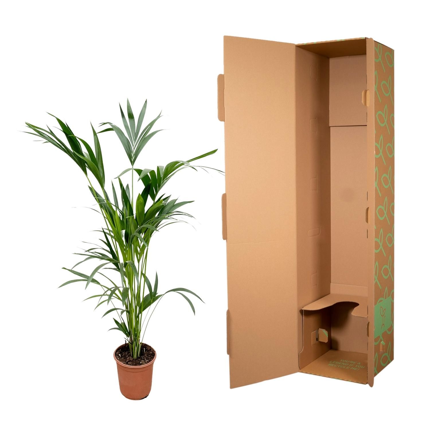 Kentia Palme Zimmerpflanze