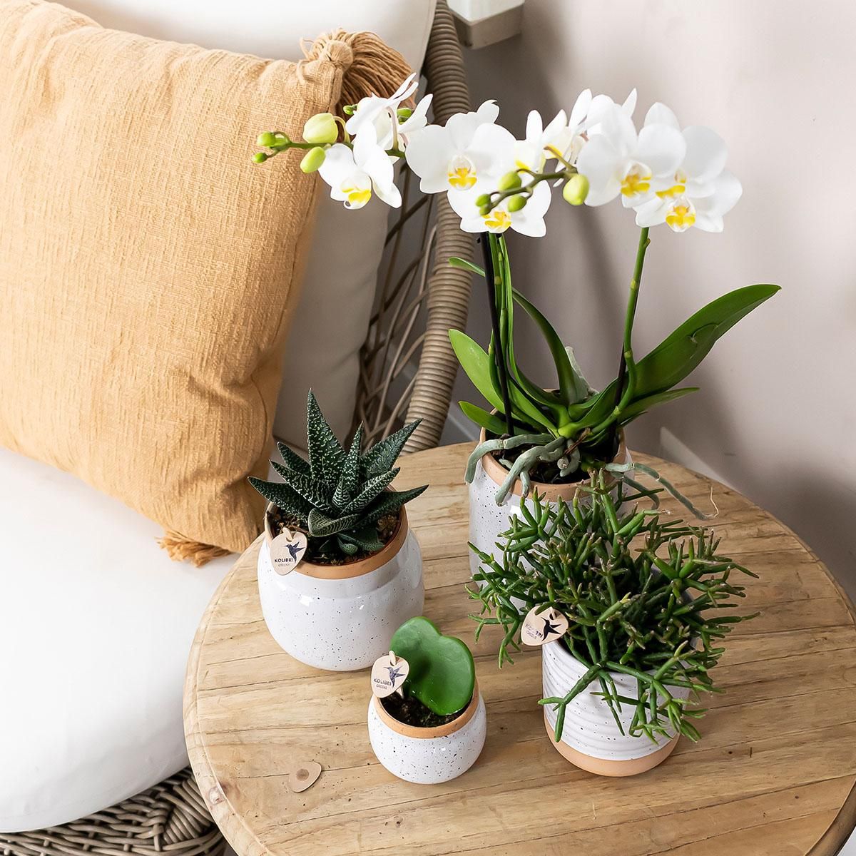 Vintage Blumentopf aus weißer Keramik mit braunem Rand