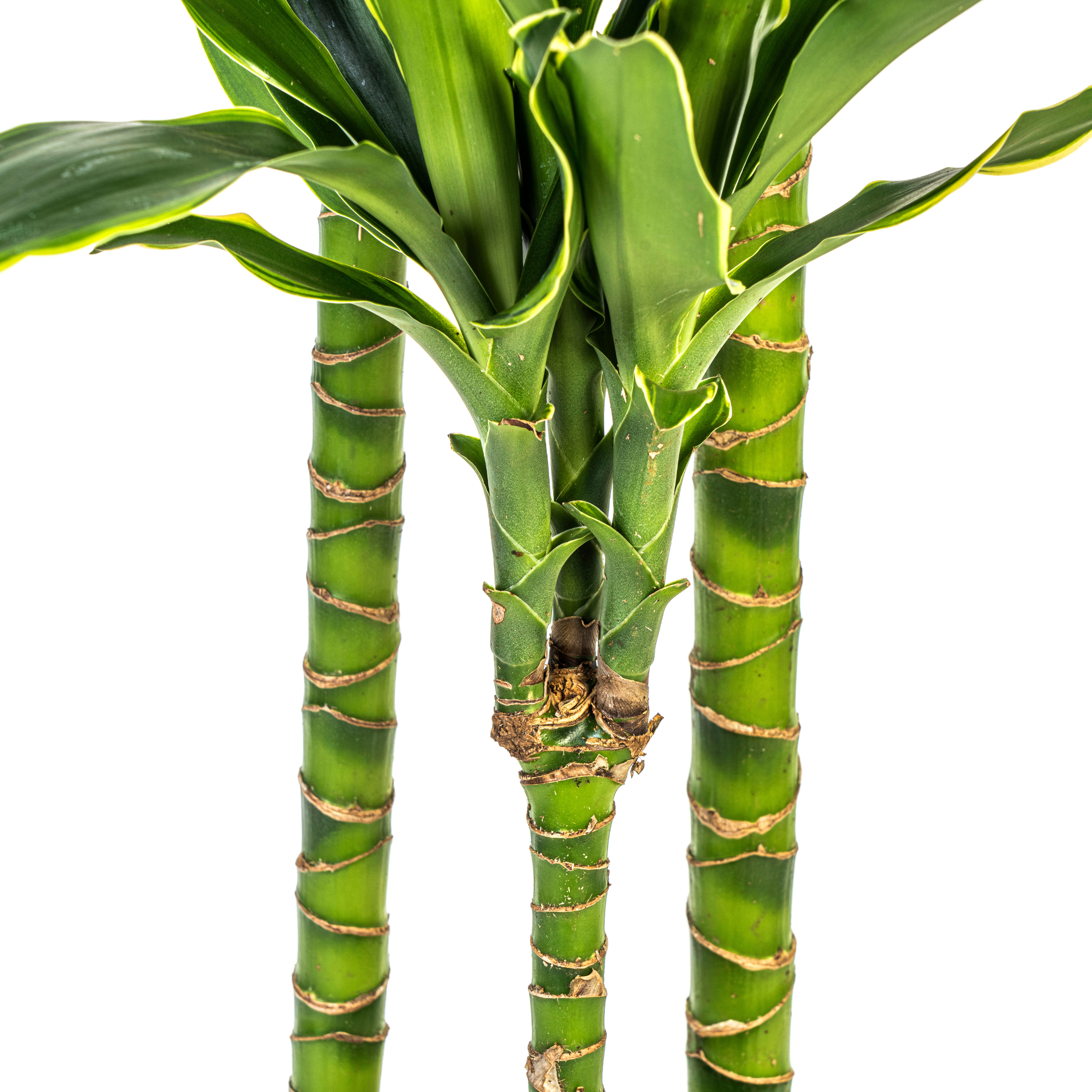 Drachenbaum Golden Coast – Ø24cm – 130-150cm Hoch