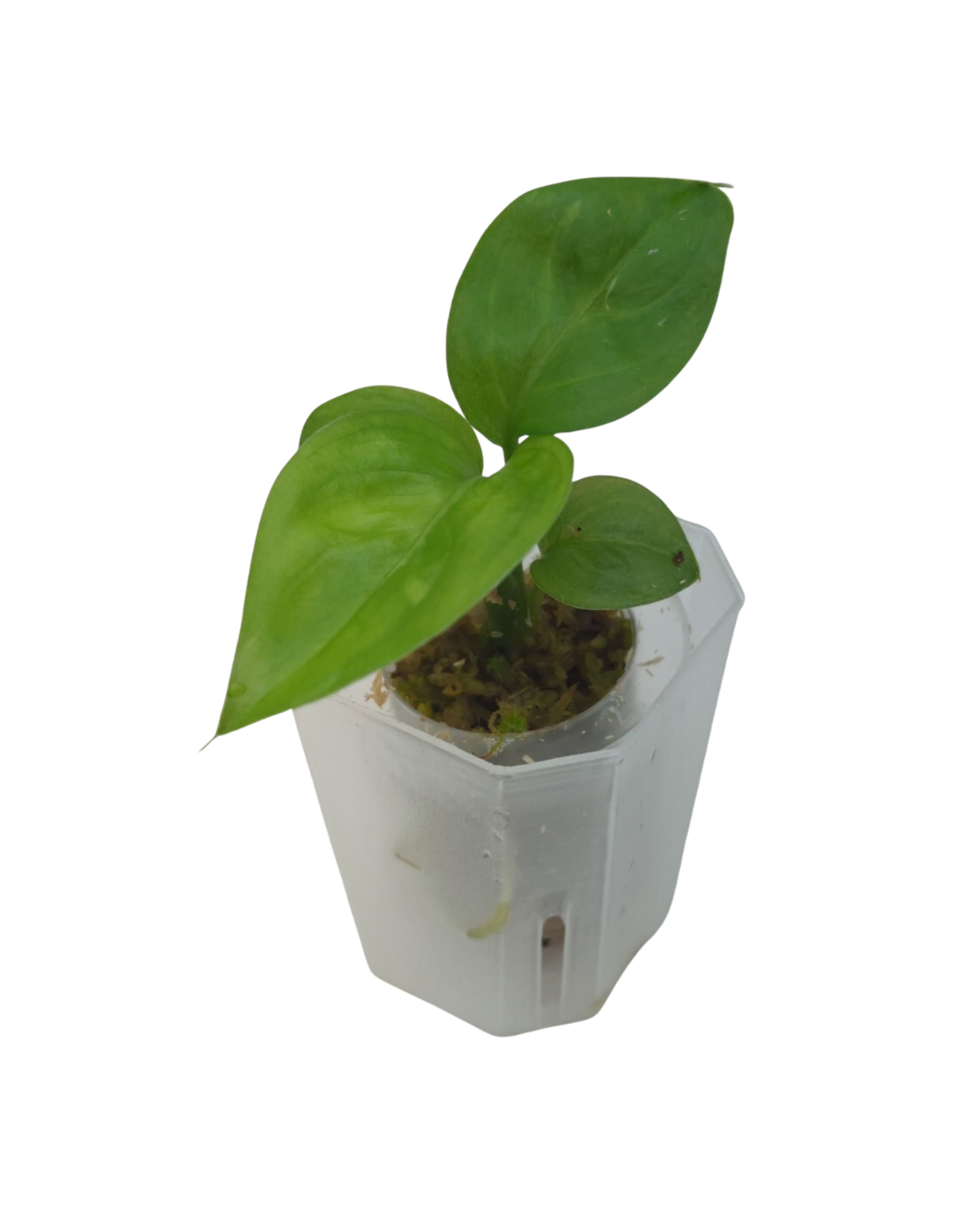 Dieffenbachia amoena Tropic Marianne