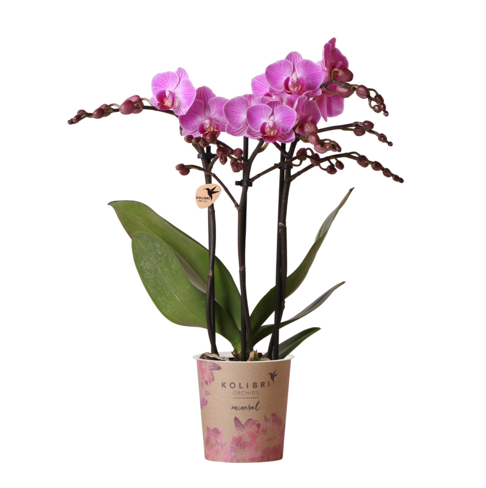 Phalaenopsis Orchidee - lila blühende Zimmerpflanze