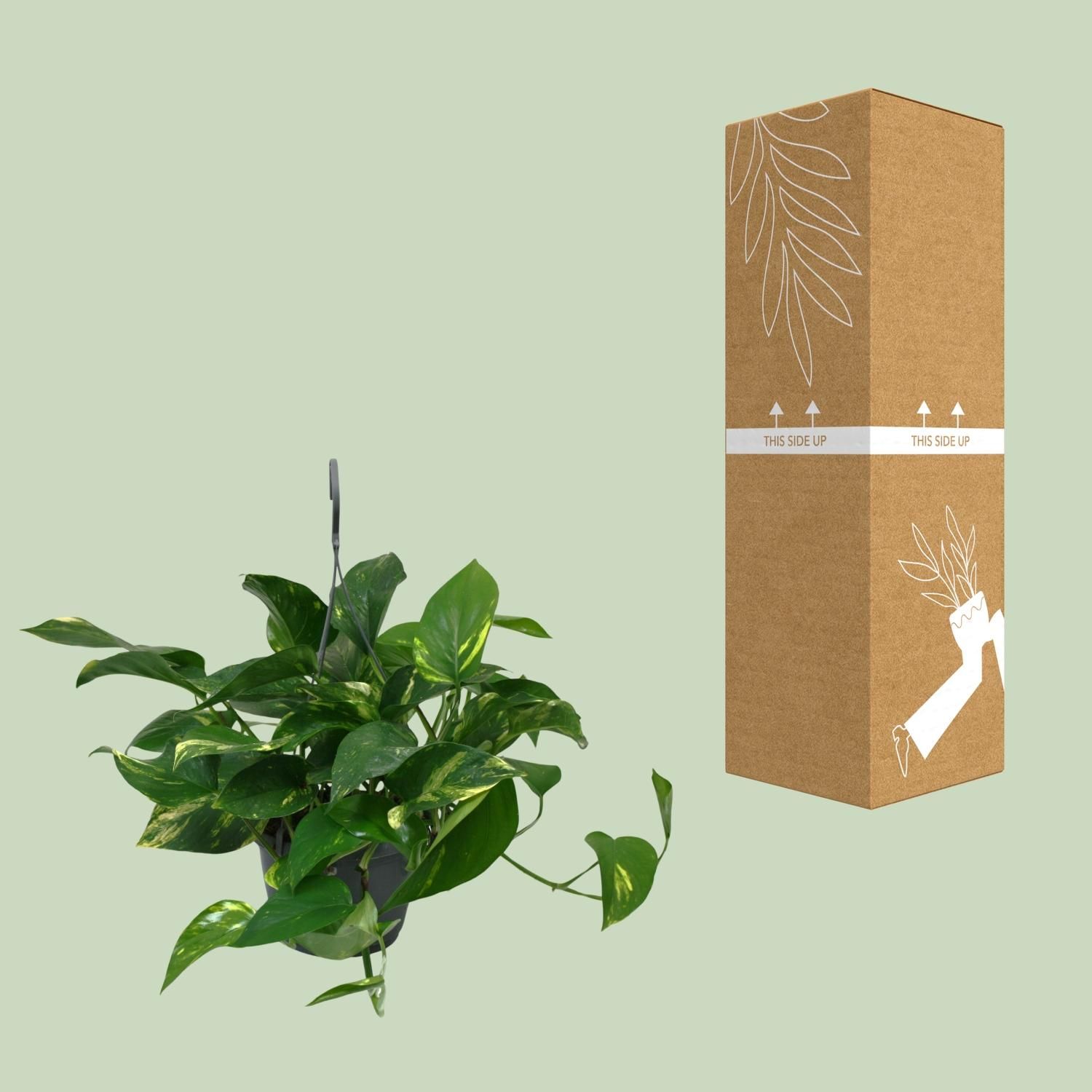Scindapsus Epipremnum Zimmerpflanze