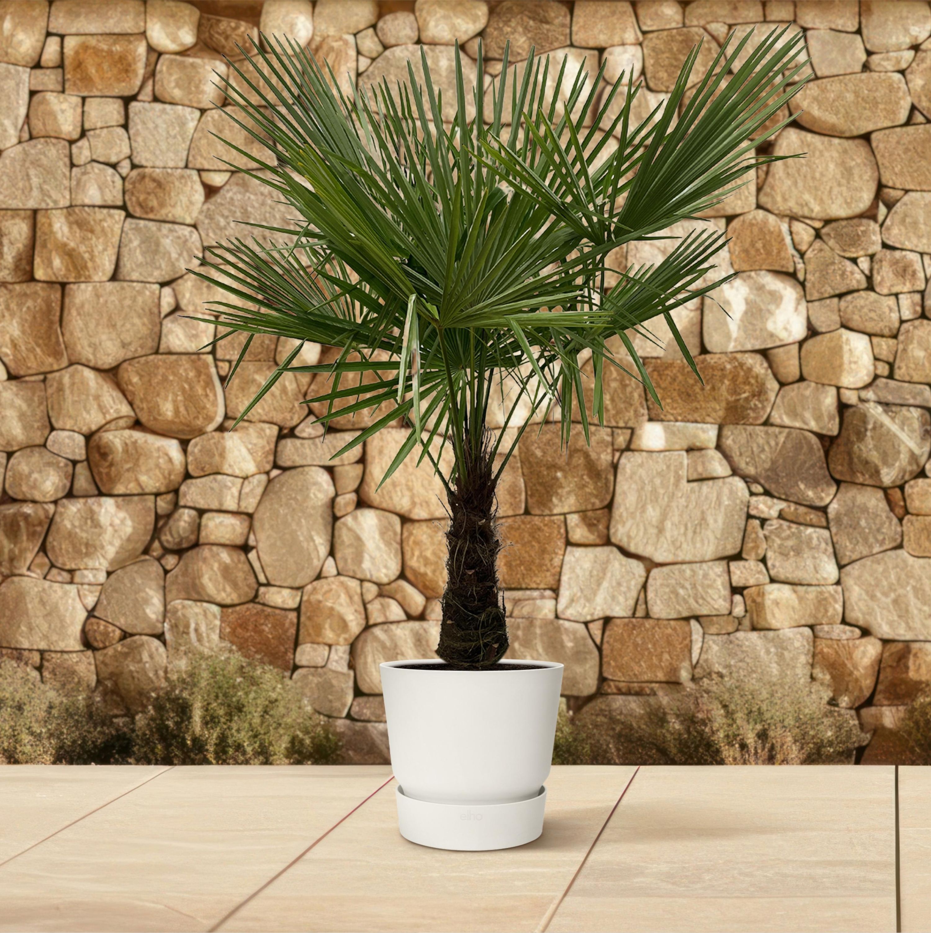 Trachycarpus Palme mit tropischem Flair