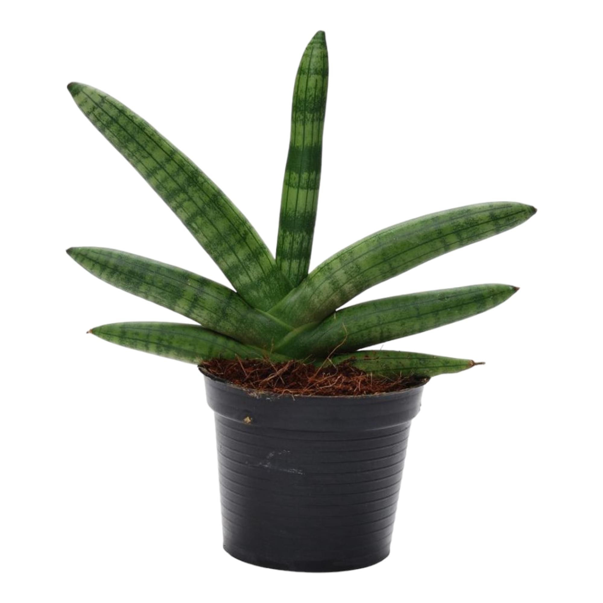 Sansevieria Skyline Bogenhanf Pflanze