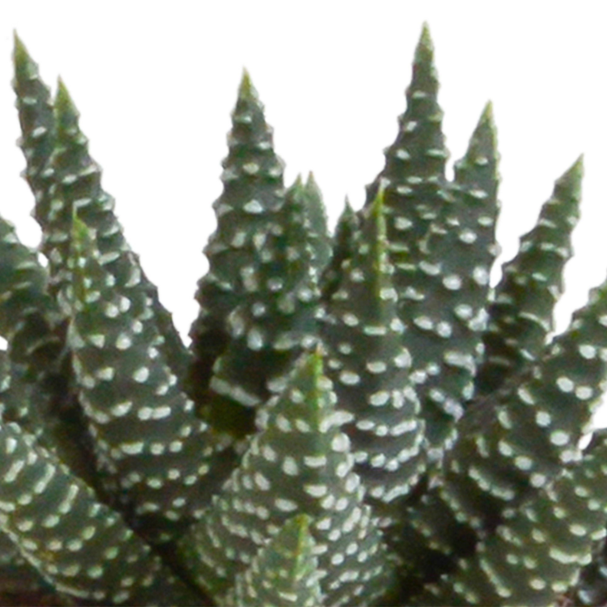 Gasteria und Haworthia Mix Sukkulenten ohne Topf