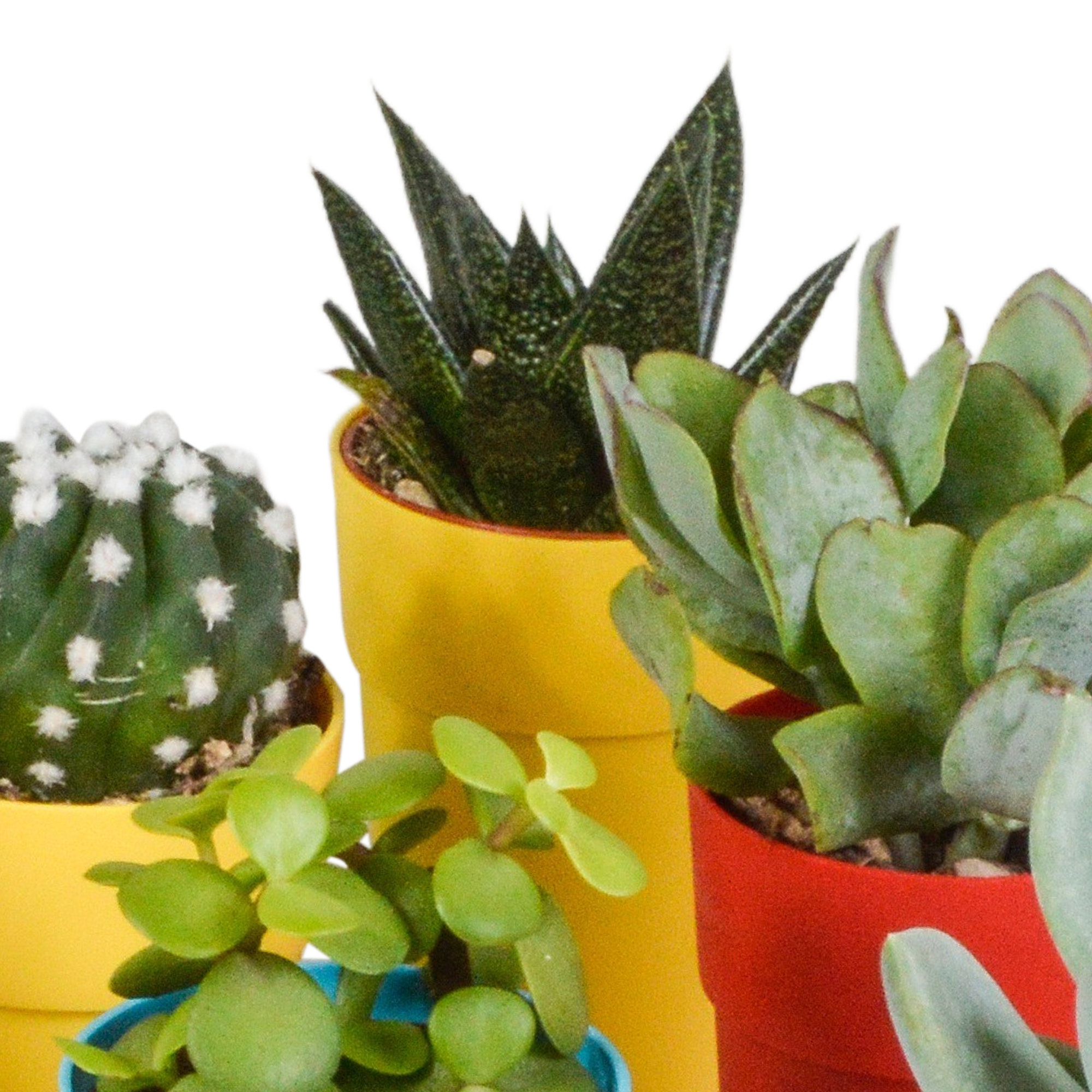 Bunte Cactus und Sukkulenten Mischung