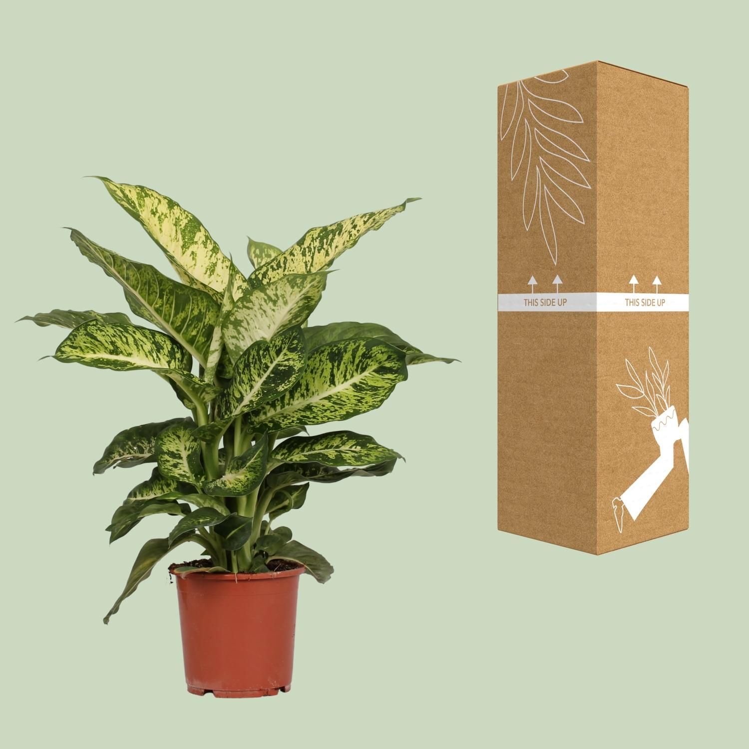 Dieffenbachia Mars Zimmerpflanze