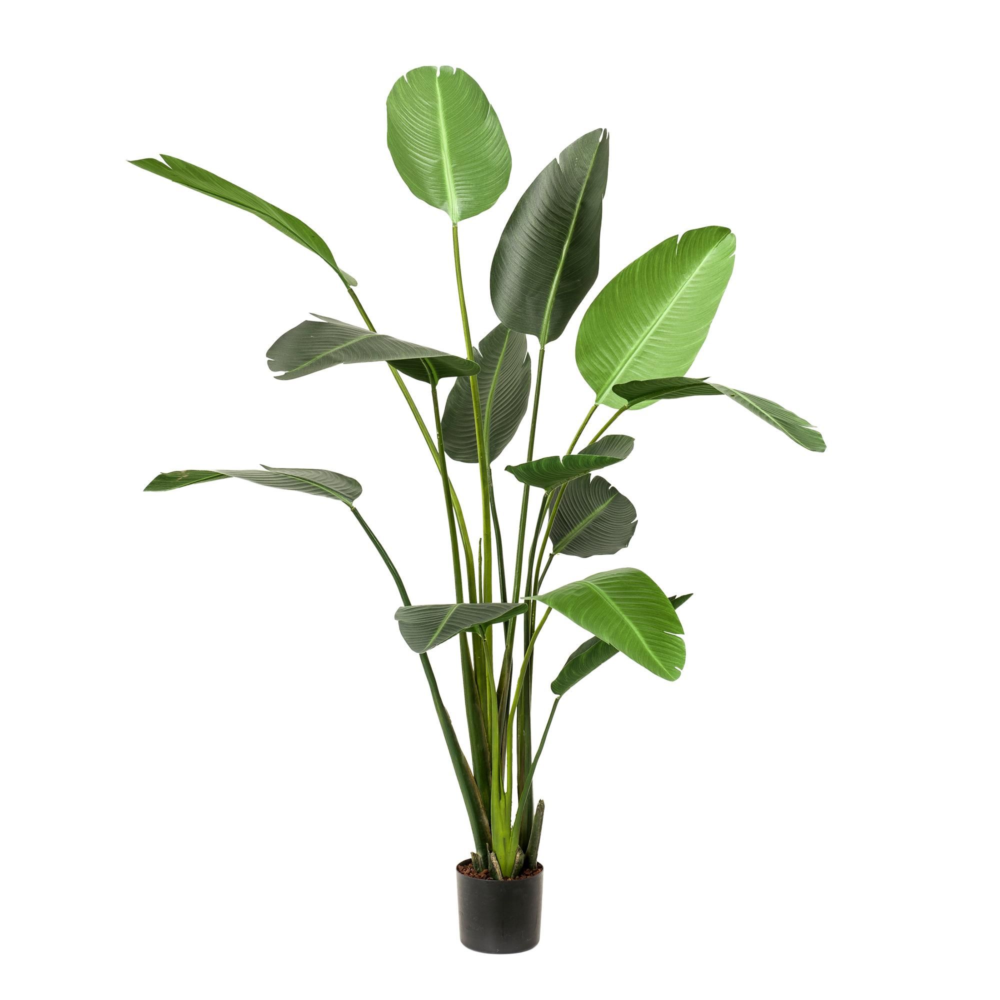 Künstliche Strelitzia Paradiesvogelblume – 230cm – Naturgetreu