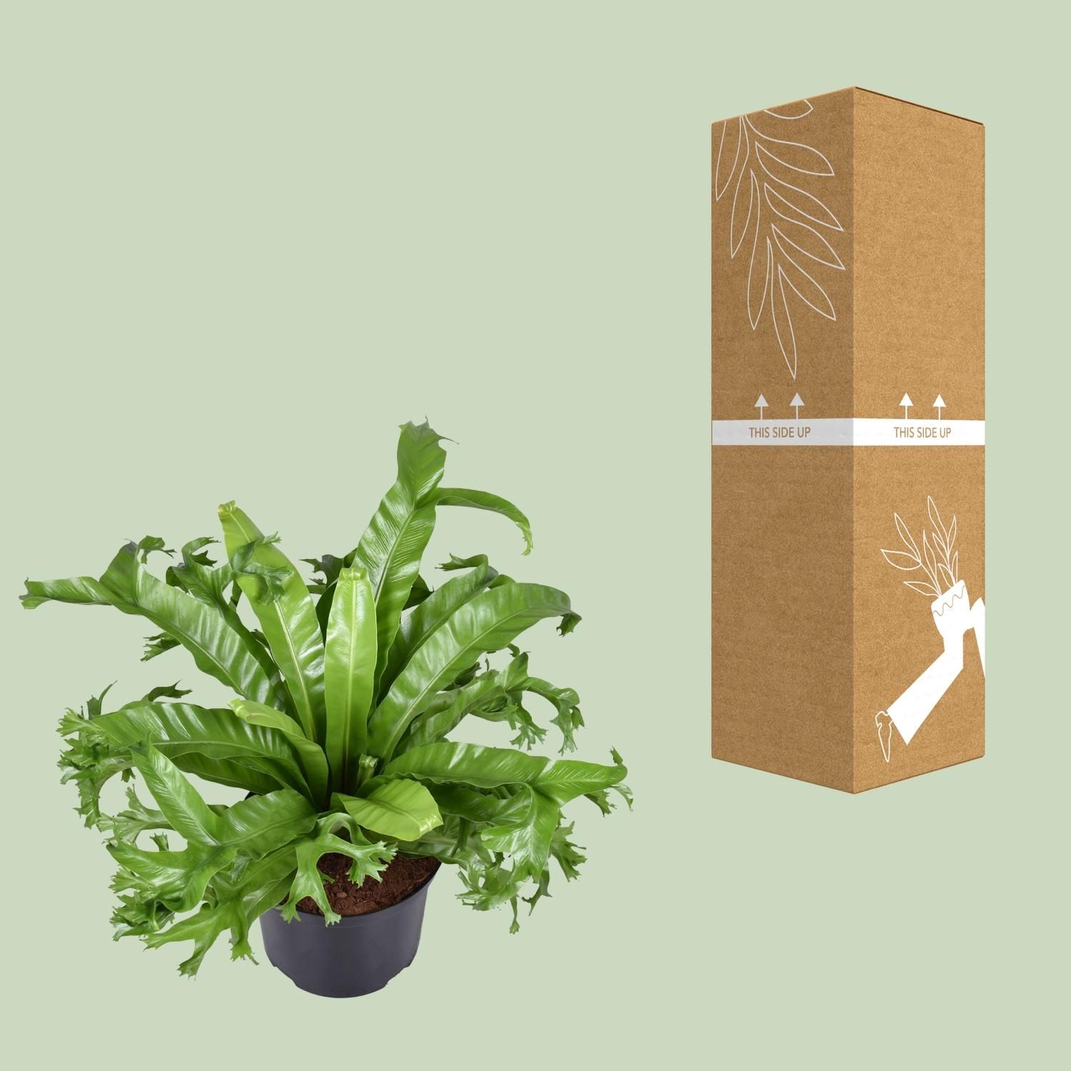 Asplenium nidus Crissie Zimmerfarn