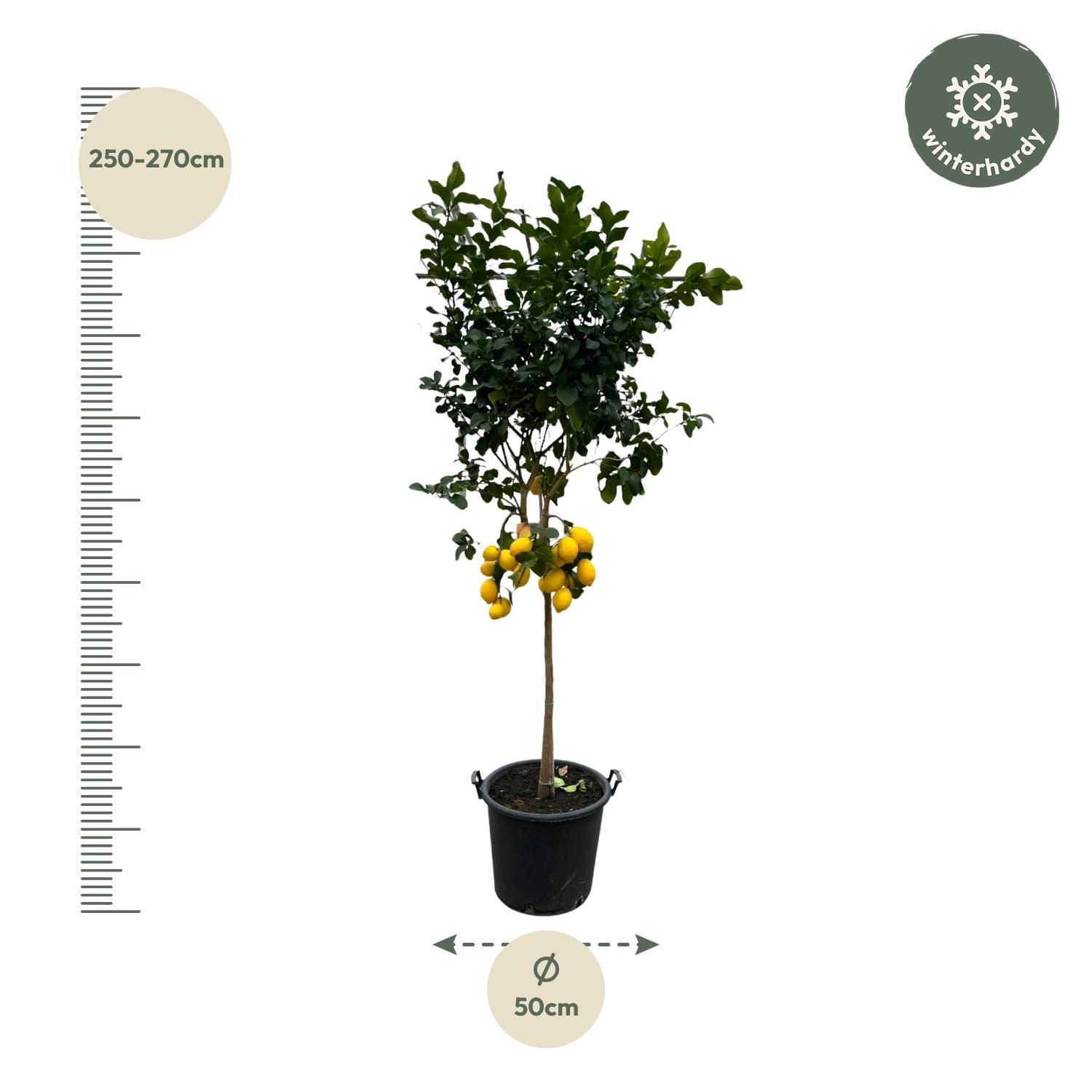Citrus Calamondin Baum