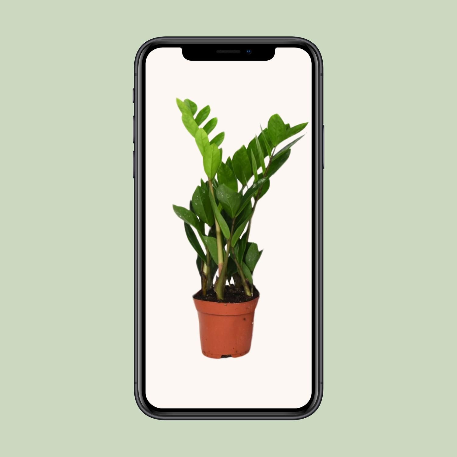 ZZ-Pflanze Zamioculcas Zamiifolia