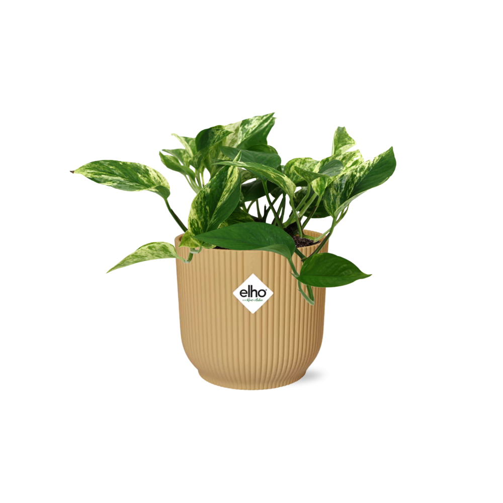 Scindapsus Marble Queen Zimmerpflanze im ELHO Vibes Fold Topf