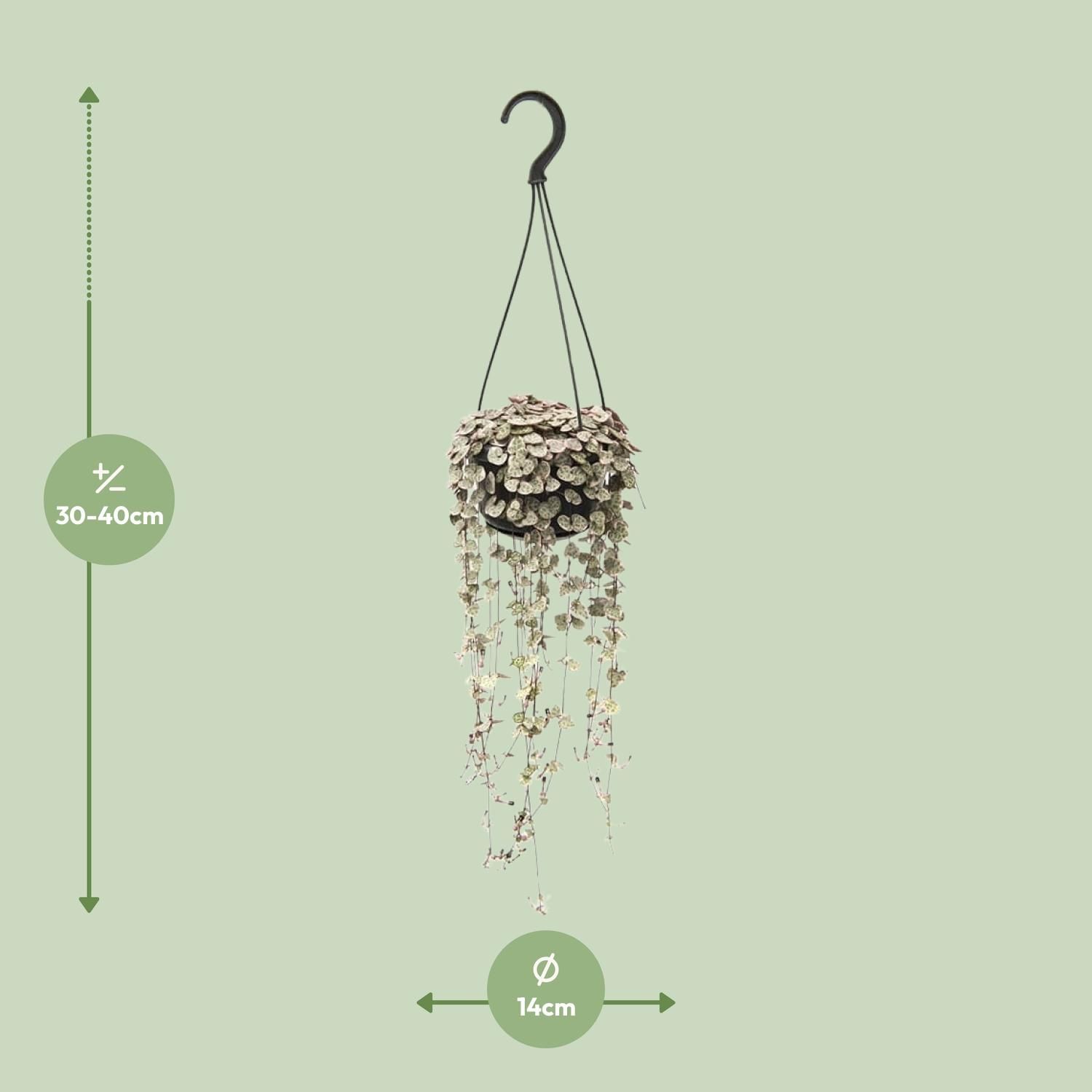 Ceropegia Woodii Variegata – Hängende Herzpflanze für Innen