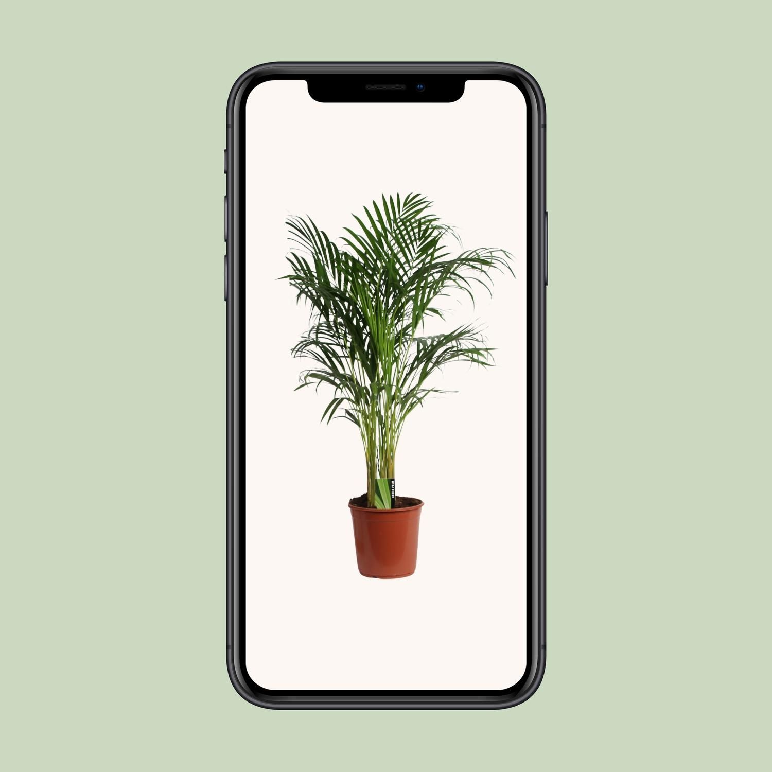 Areca Palme Dypsis Lutescens