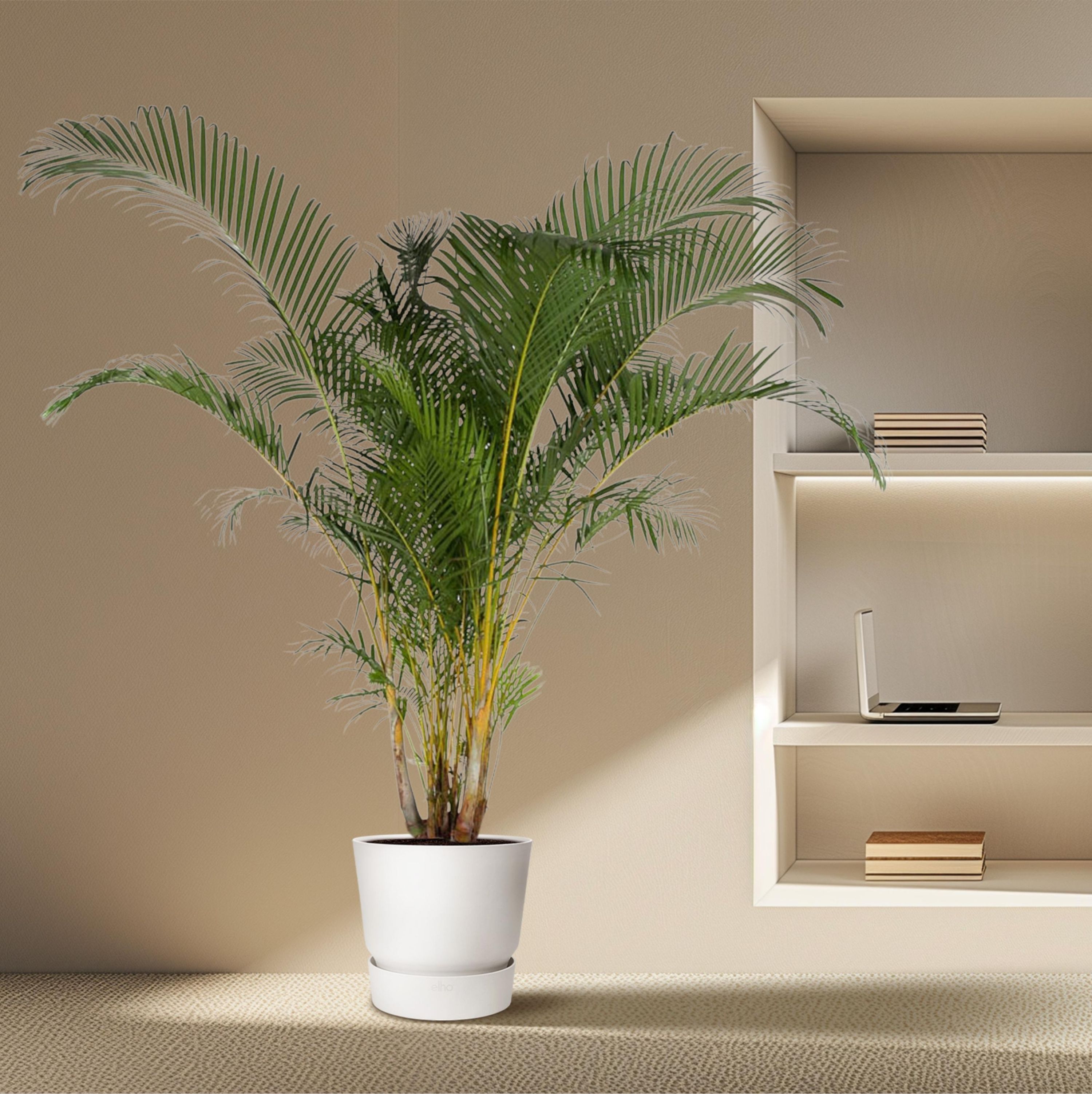 Dypsis Lutescens Areca-Palme in großzügigem Blattwerk