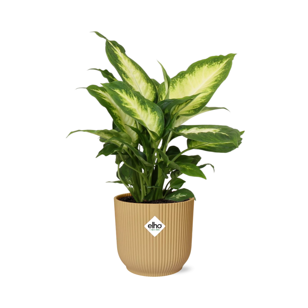 Dieffenbachia Zimmerpflanze im gelben ELHO Übertopf