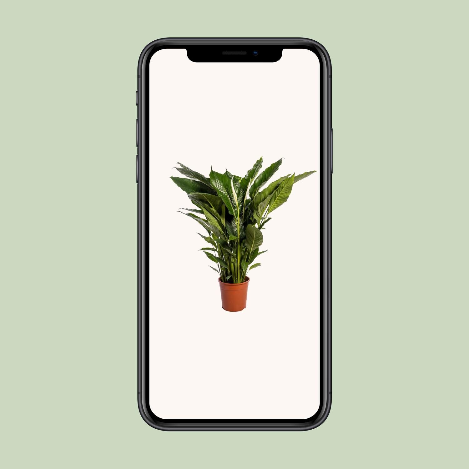 Friedenslilie Sweet Sebastiano – elegante Spathiphyllum Zimmerpflanze