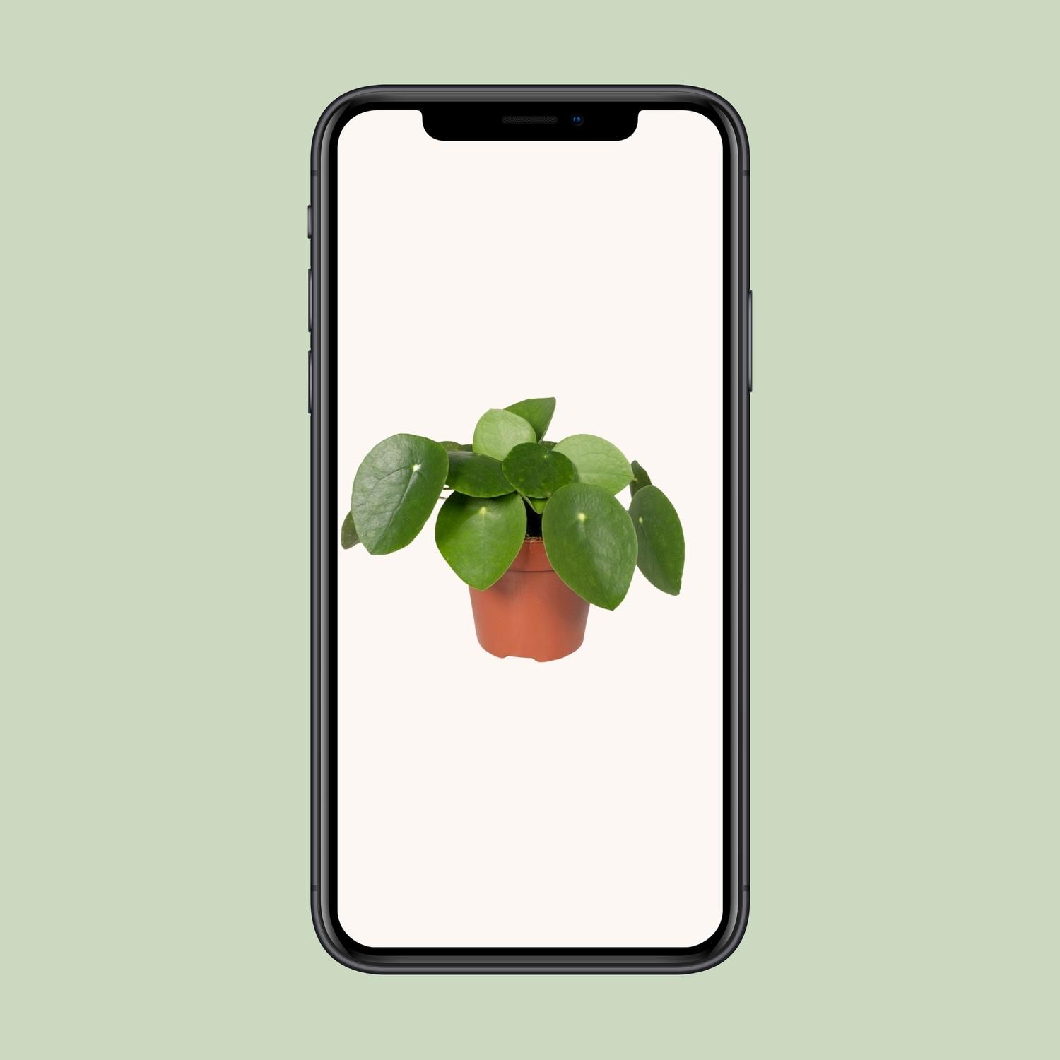 Pilea Peperomiodes Zimmerpflanze - Pfannkuchenpflanze