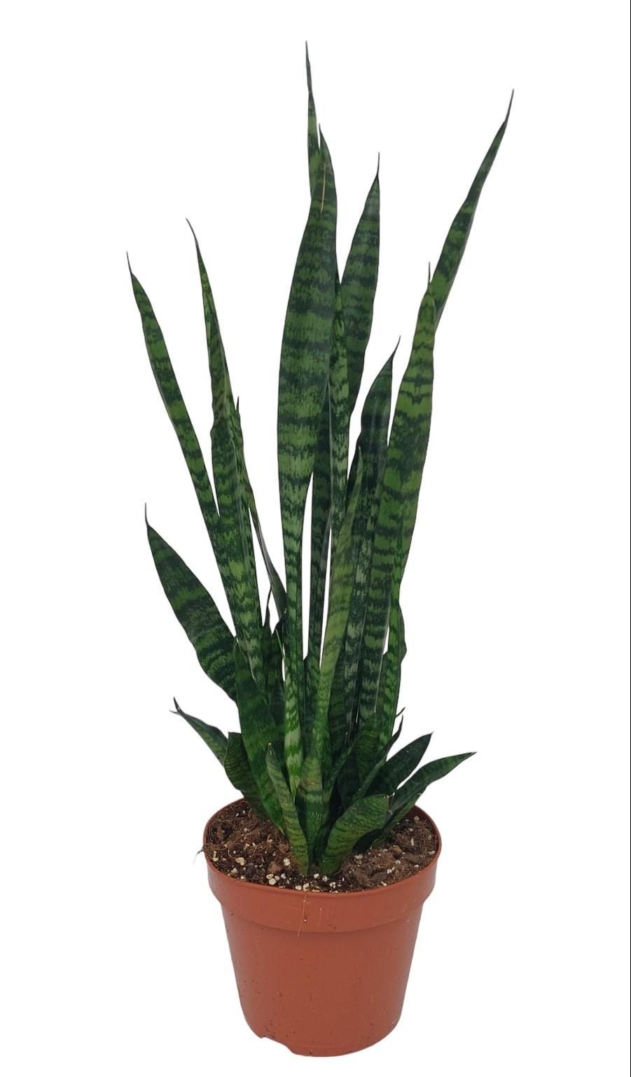Sansevieria Zeylanica - elegante luftreinigende Zimmerpflanze