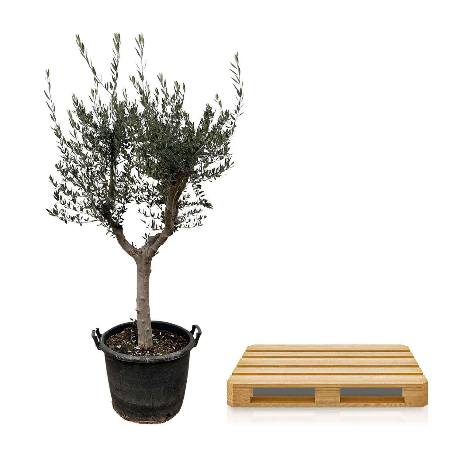 Eleganter Olea Europaea Olivenbaum