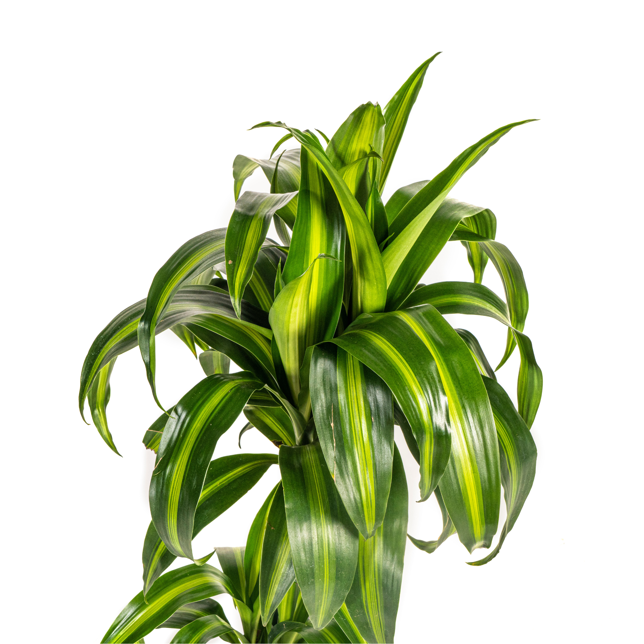 Drachenbaum Hawaiian Sunshine – 19cm Topfgröße – 70-90cm Hoch