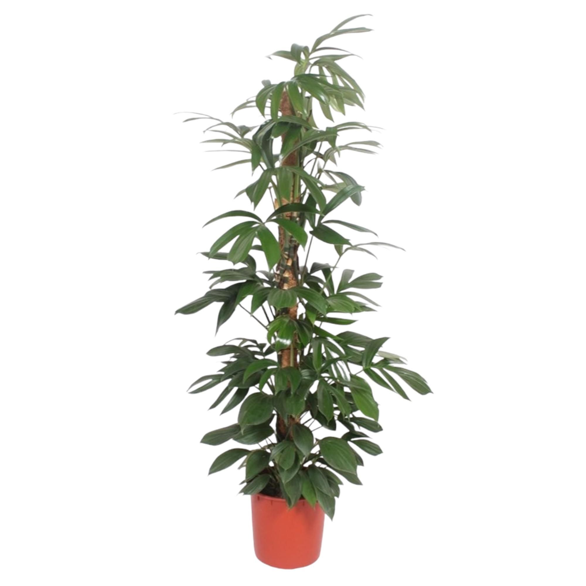Philodendron Dragon Tail Zimmerpflanze
