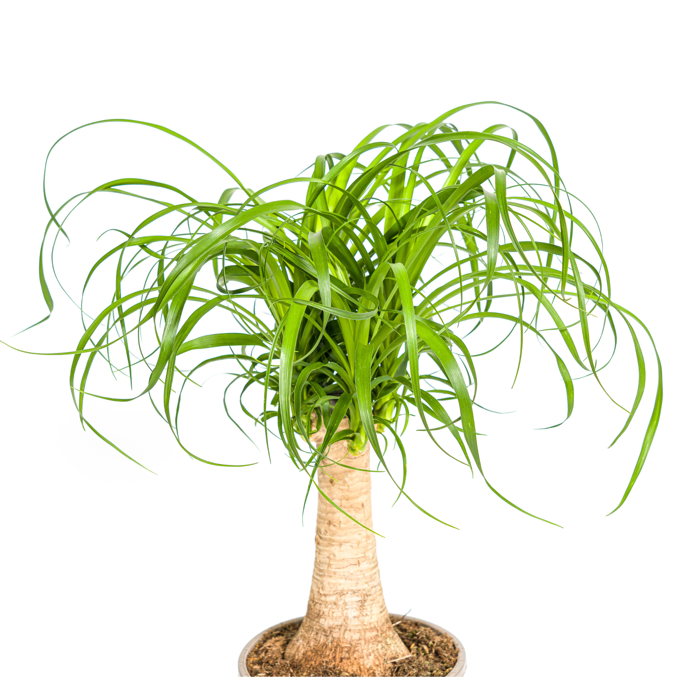 Beaucarnea Recurvata – robuster Stamm – Ø 17 cm Topf