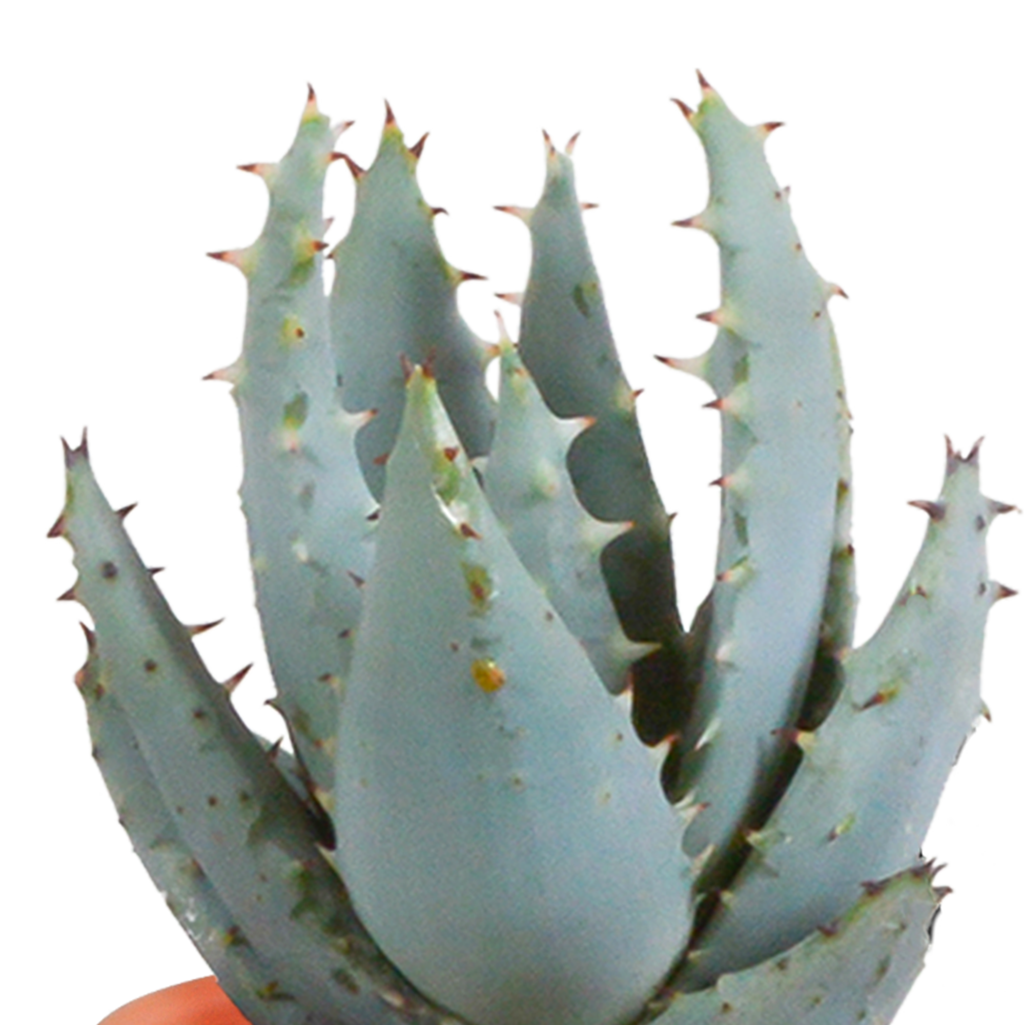 Bunte Cactus und Sukkulenten Mischung in Terrakotta