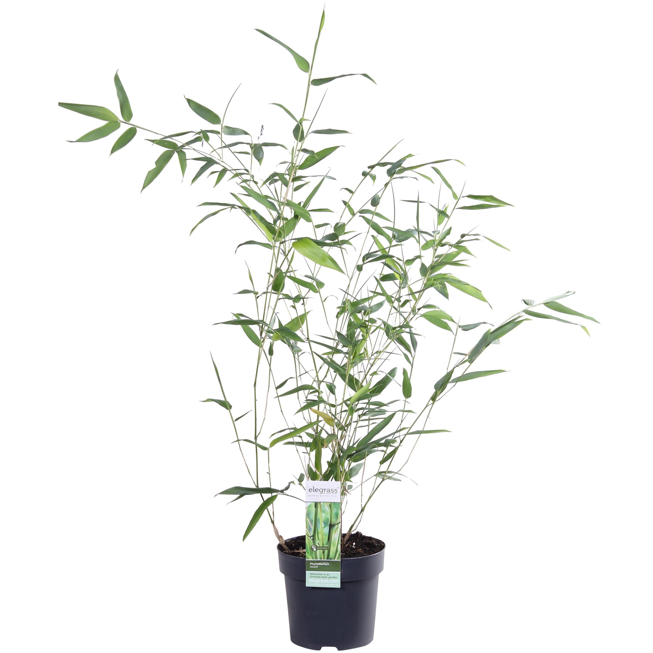 Phyllostachys Bissetii Bambus