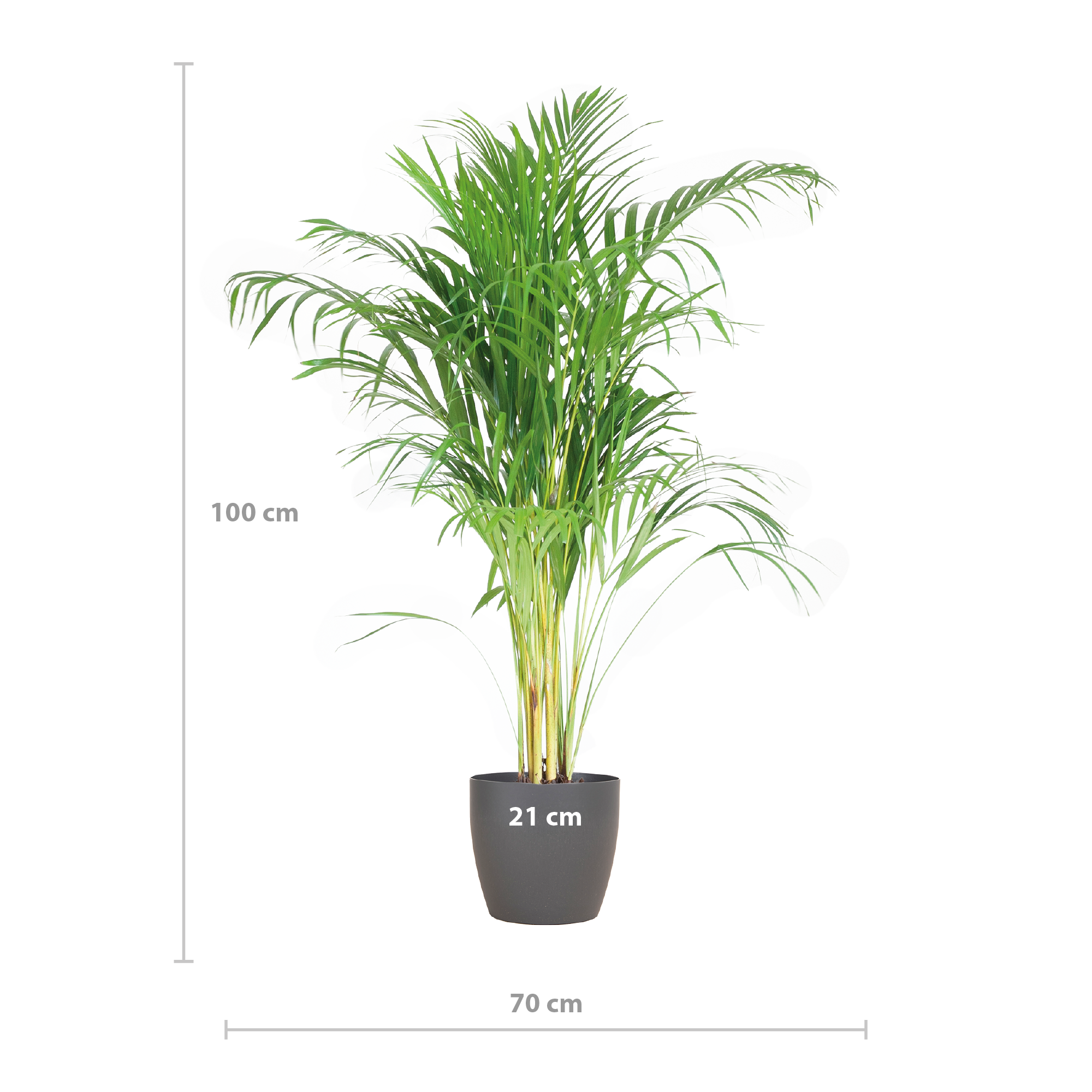 Areca Palme mit Viber Übertopf Grau