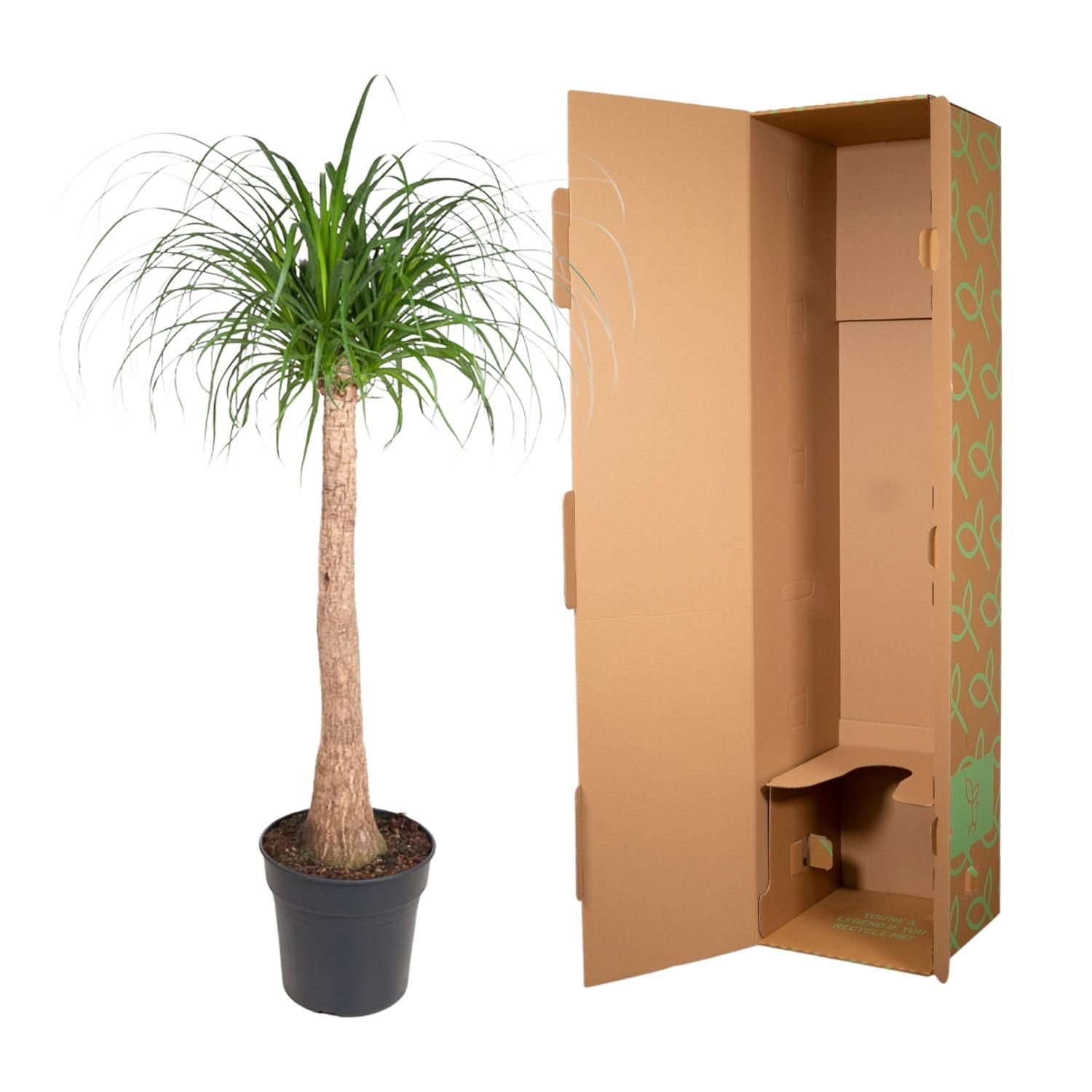 Beaucarnea - Exotischer Zimmerpflanzen-Stamm