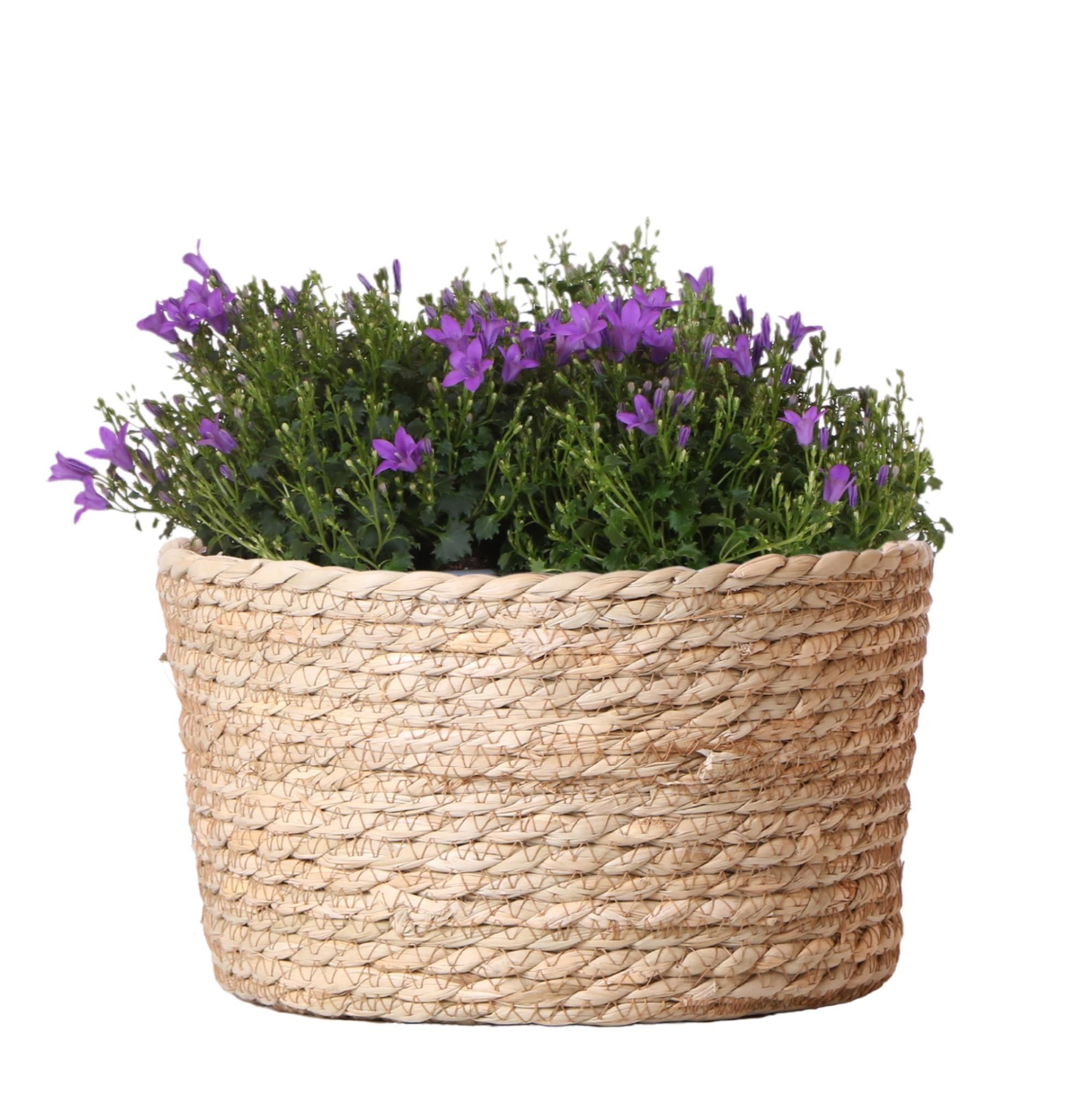Klokjesblumen Lila – 3 Stück – mit Bewässerungssystem – Indoor & Outdoor – Topf 12cm