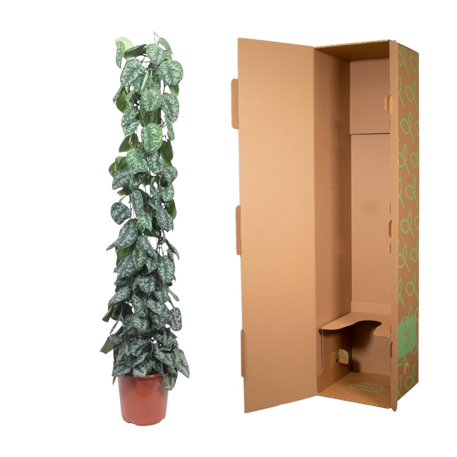 Scindapsus Pictus Trebie Kletterpflanze