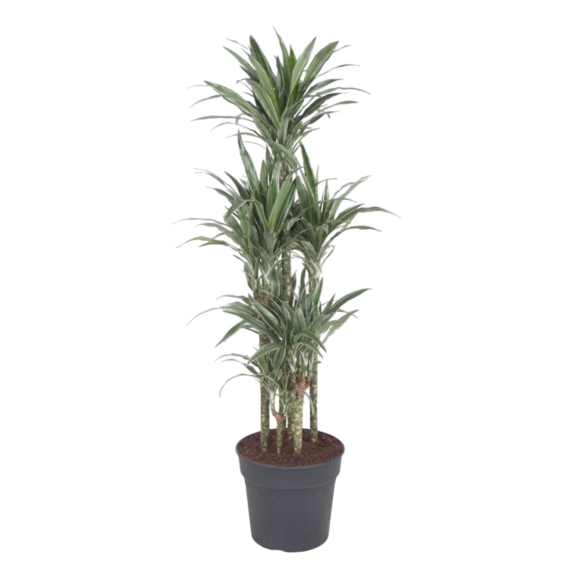 Dracaena Warneckei - Stilvolle Zimmerpflanze
