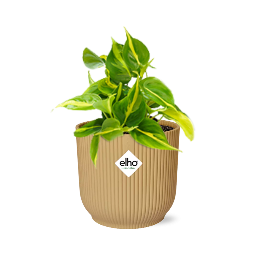 Philodendron Scandens Brasil Zimmerpflanze