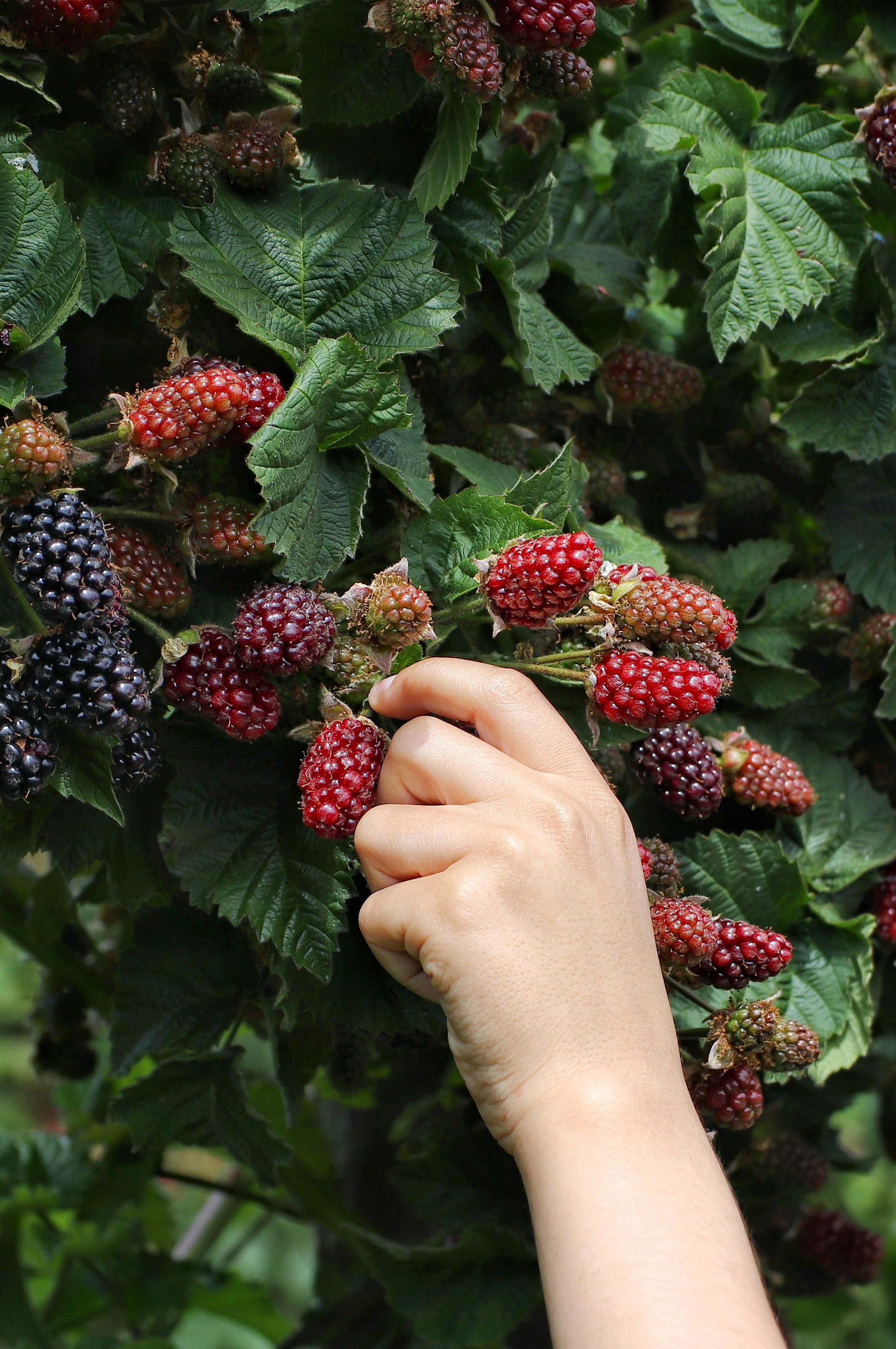 Dornenlose Brombeere Rubus fruticosus für Garten und Terrasse