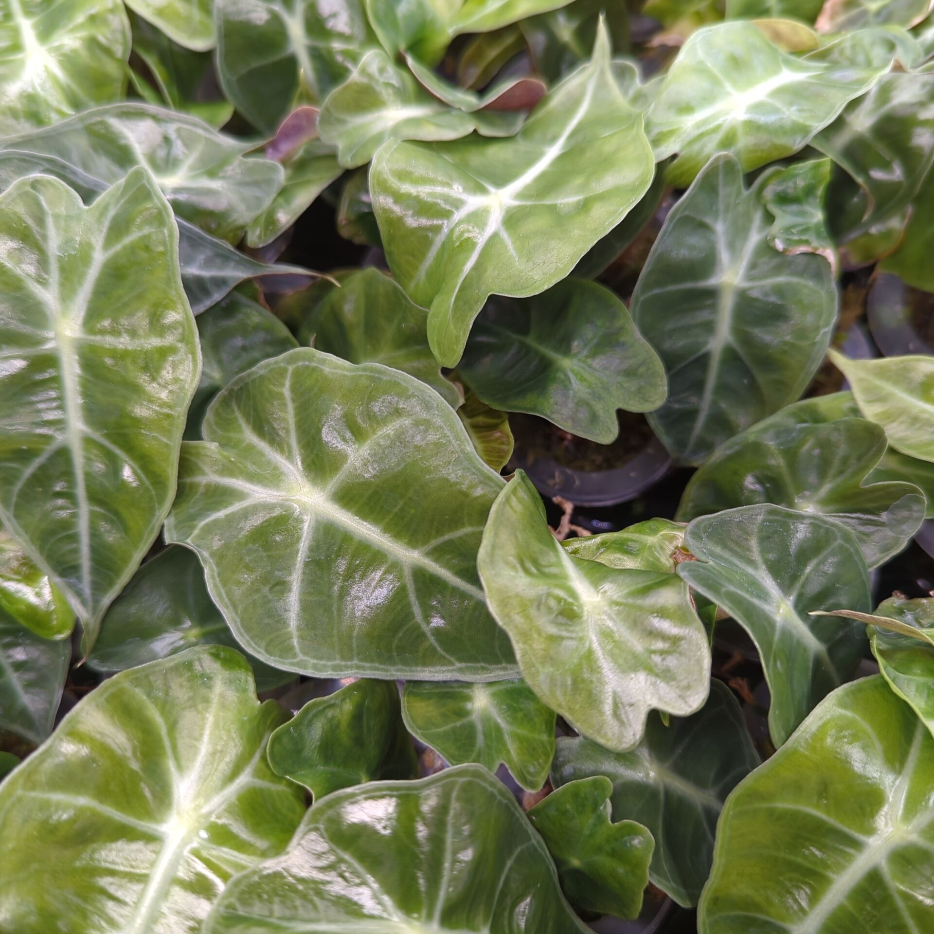 Alocasia sanderiana Dwarf Amazonica + selbstbewässernder Übertopf