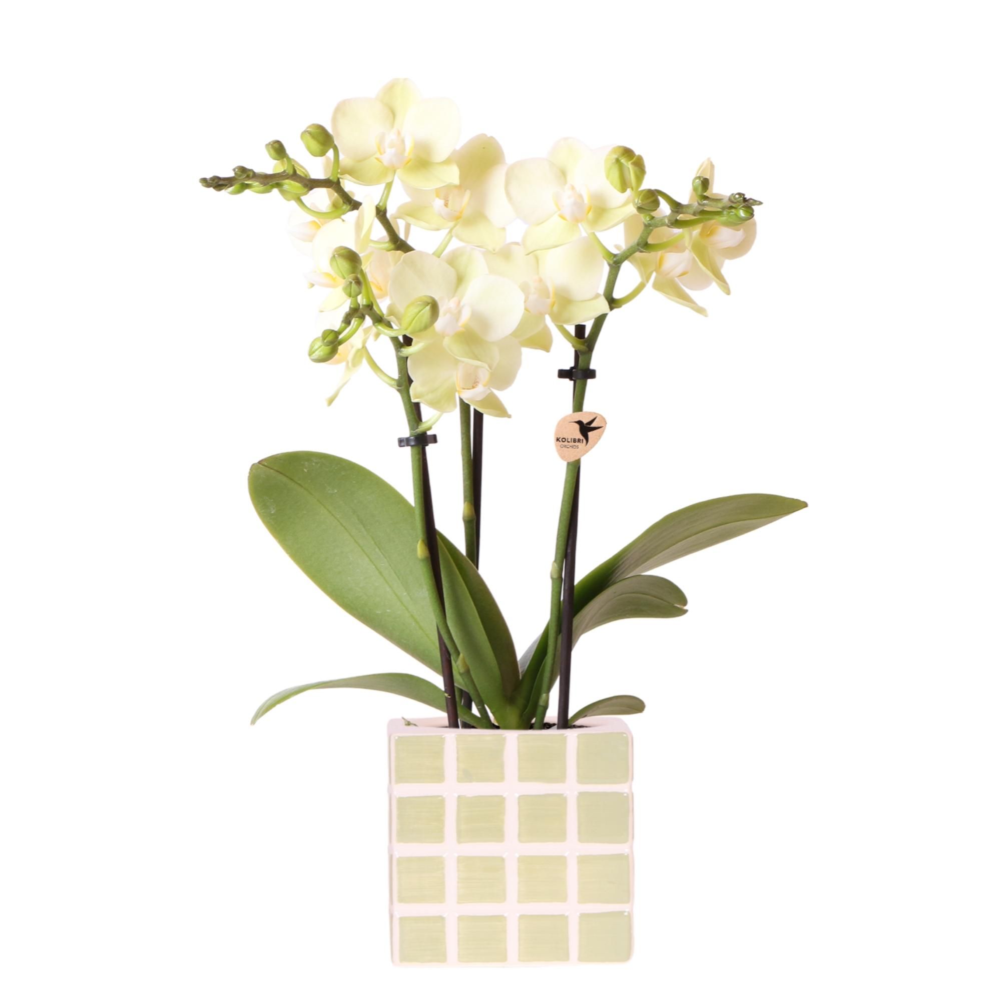 Gelbe Phalaenopsis Orchidee 'Mexico' mit Mosa Ziertopf