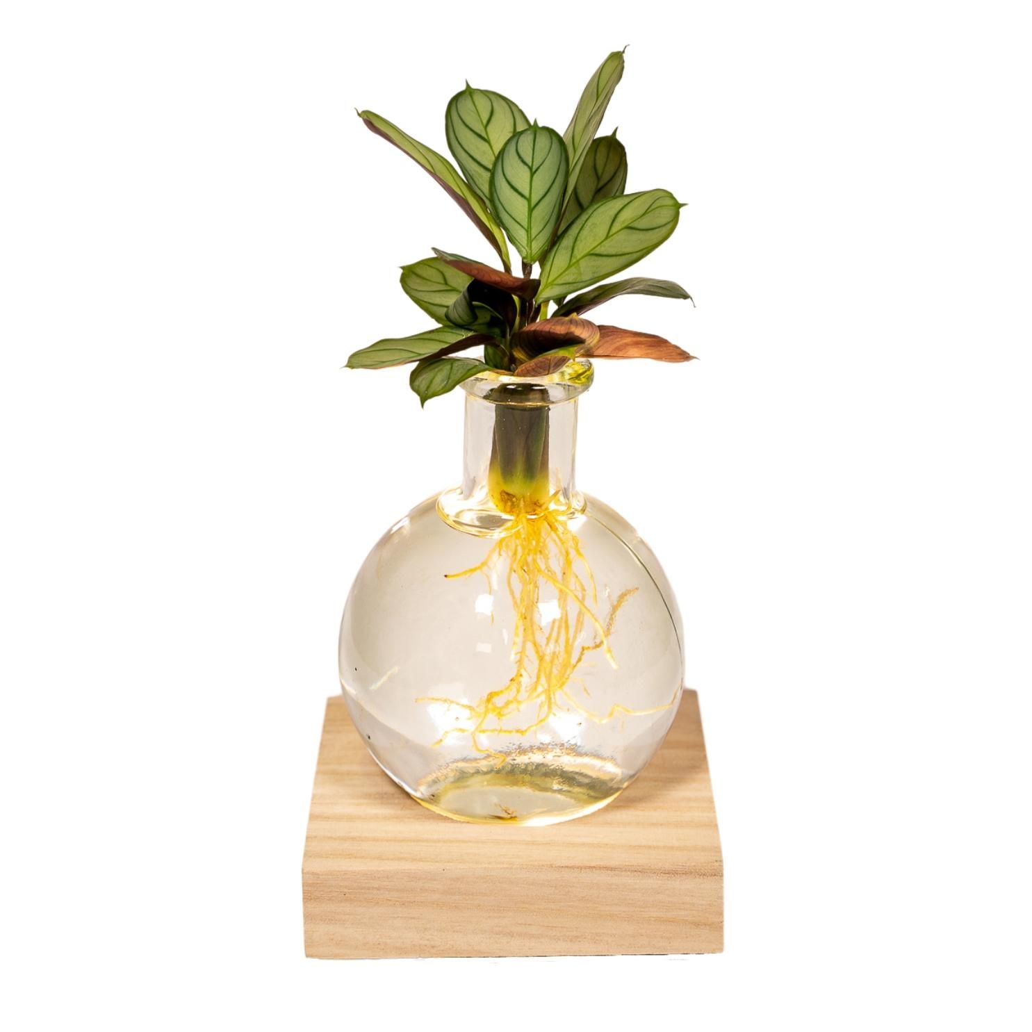 Calathea Hydroponie Pflanze im Samoa Glas