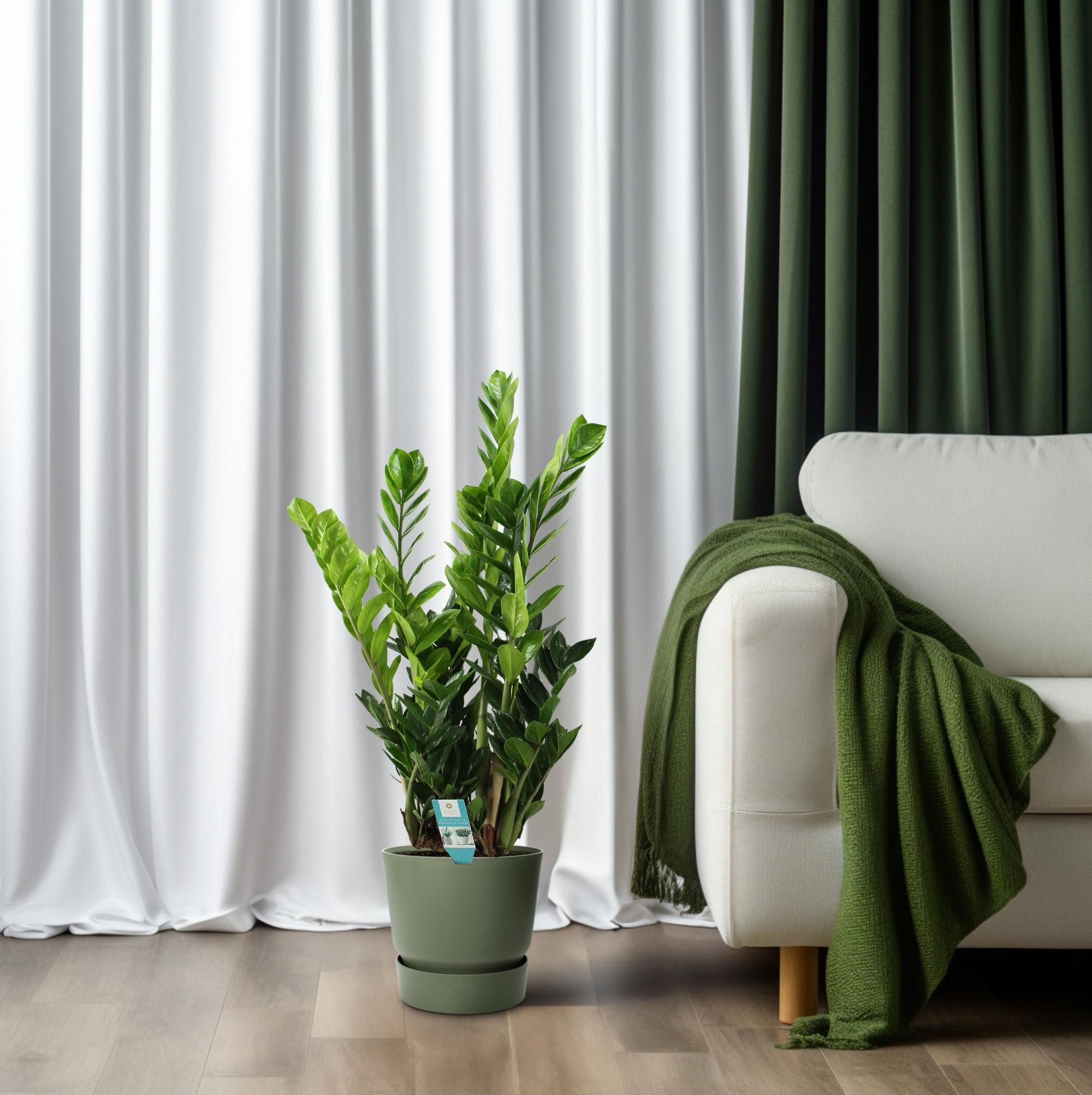 Zamioculcas Zimmerpflanze mit Glänzenden Blättern