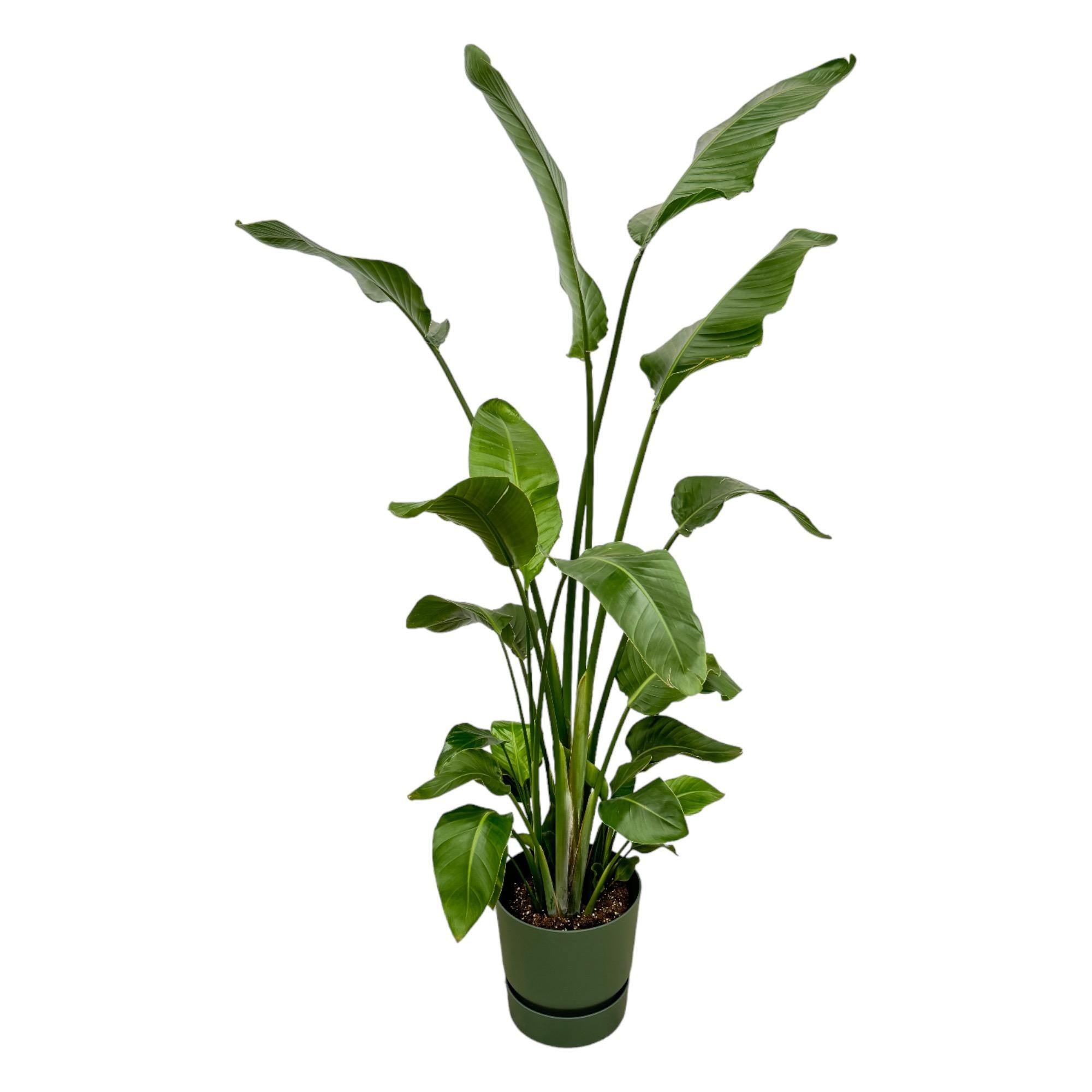 Strelitzia Nicolai Weiße Paradiesvogelpflanze mit grünem Übertopf