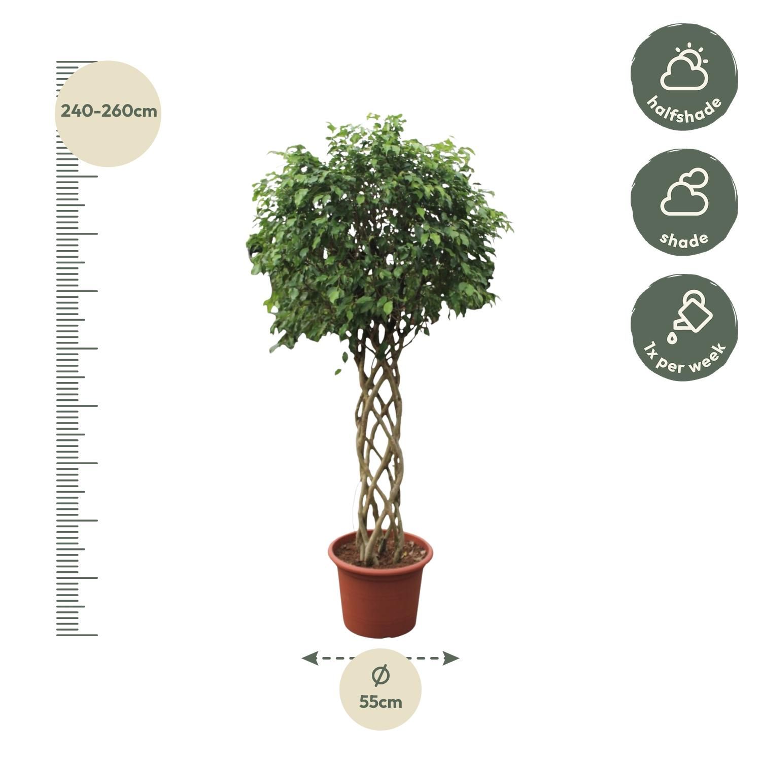 Ficus Benjamina Exotica Zimmerpflanze mit geflochtenem Stamm