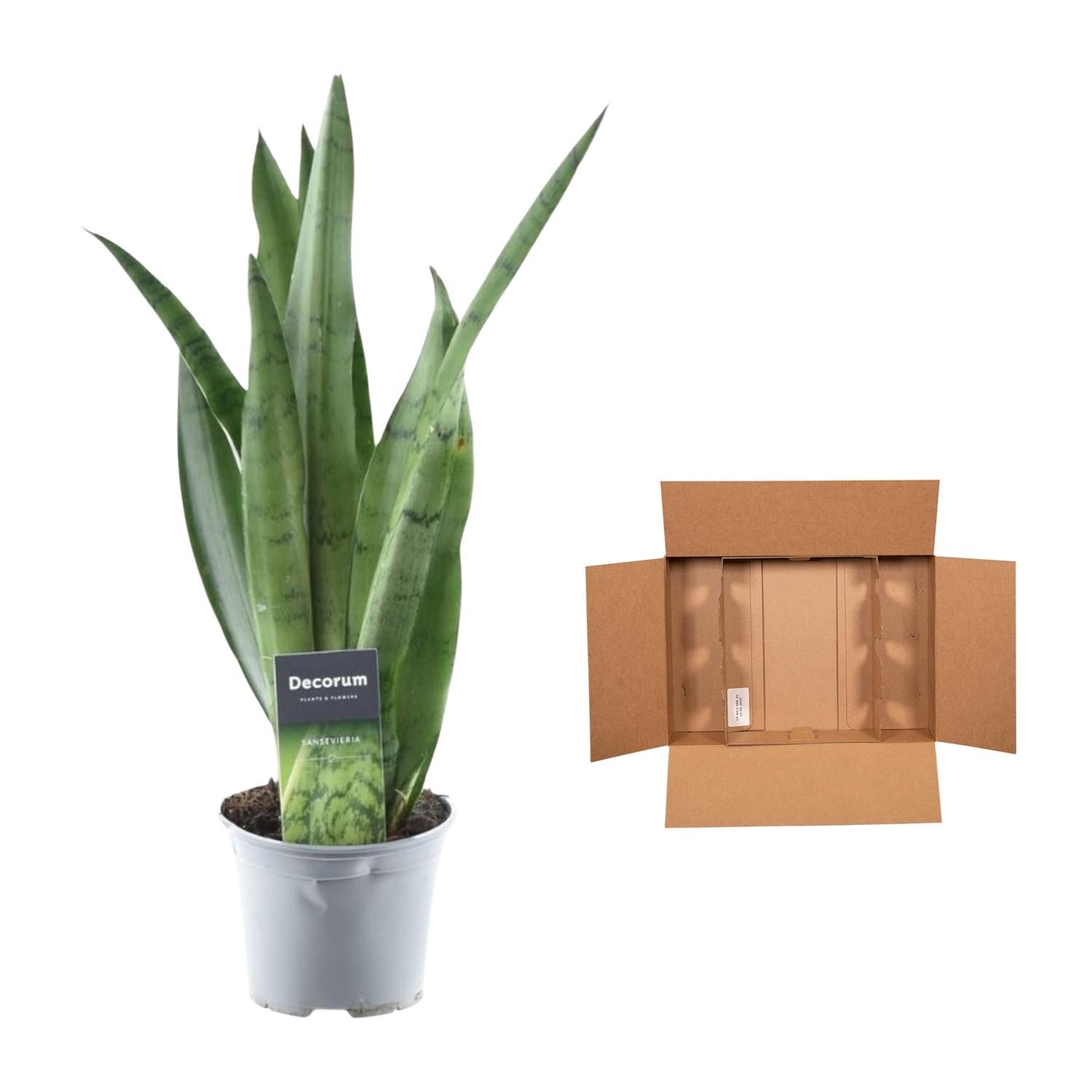 Sansevieria Spearmint Bogenhanf Grünpflanze