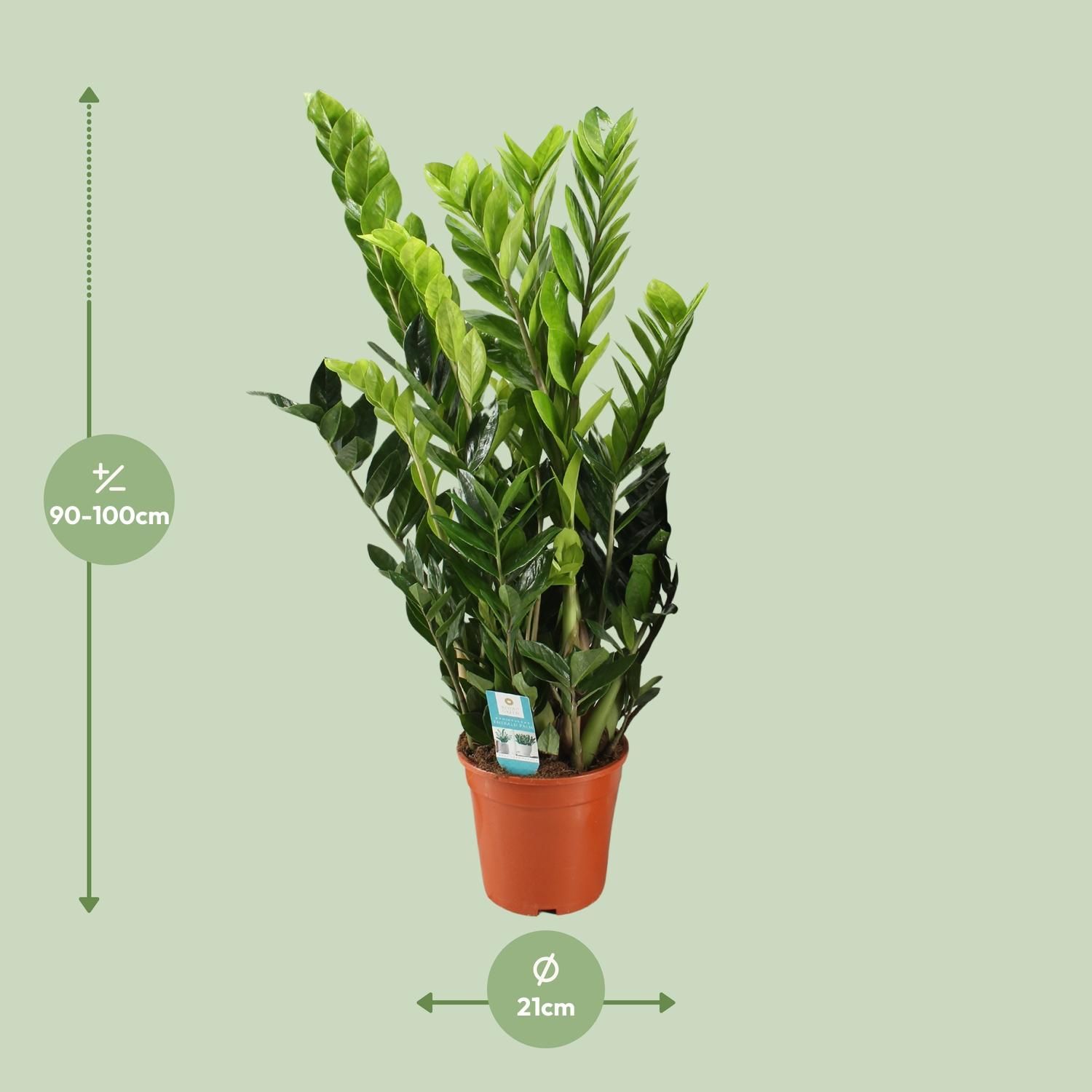 Elegante Zamioculcas Pflanze