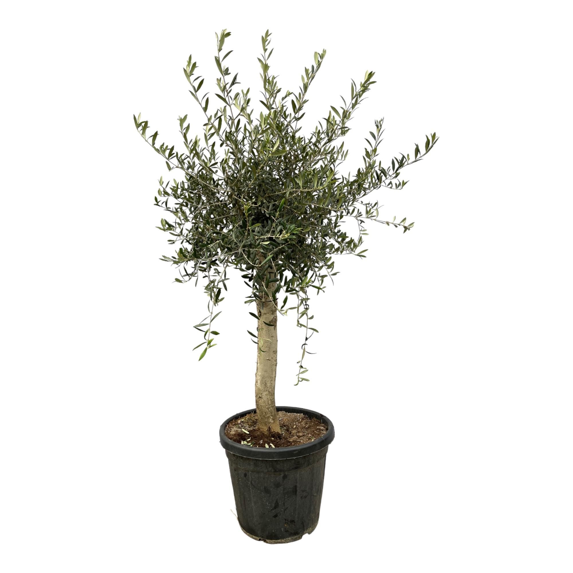 Olivenbaum Olea Lorc groß