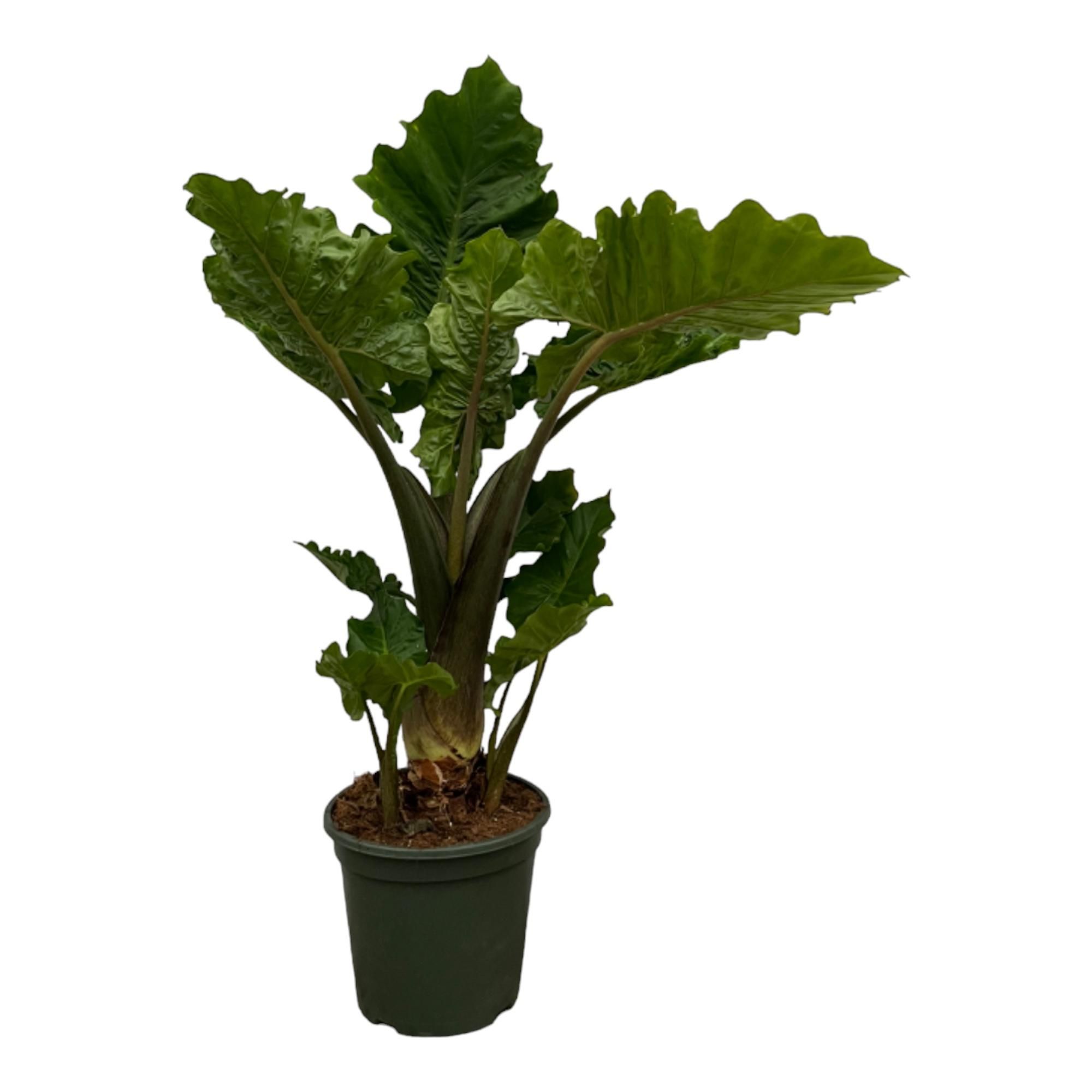 Alocasia Low Raider Zimmerpflanze