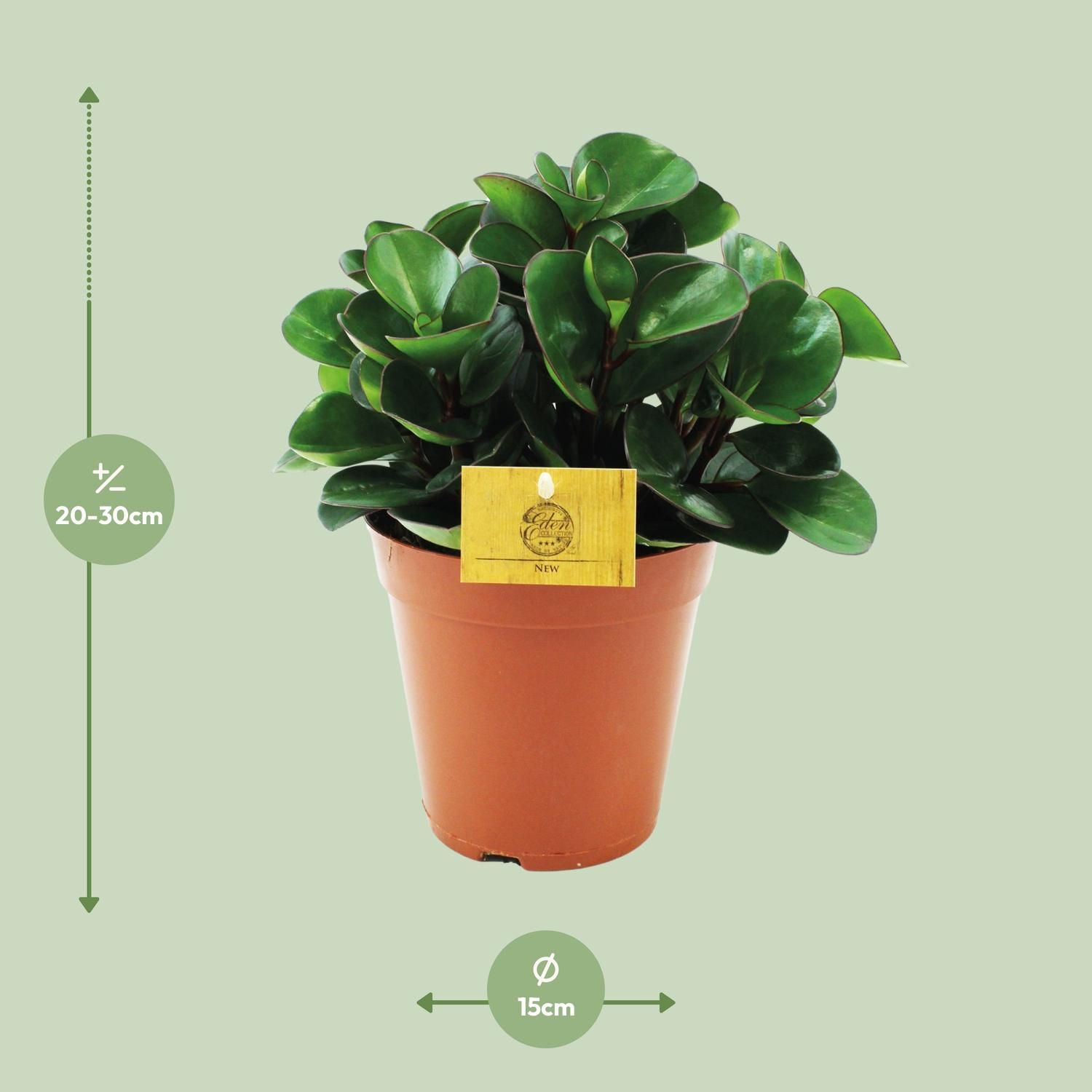 Peperomia Burning Bush Pflanze