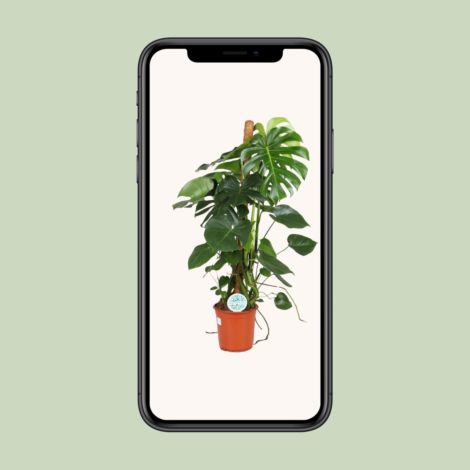 Monstera Deliciosa Zimmerpflanze