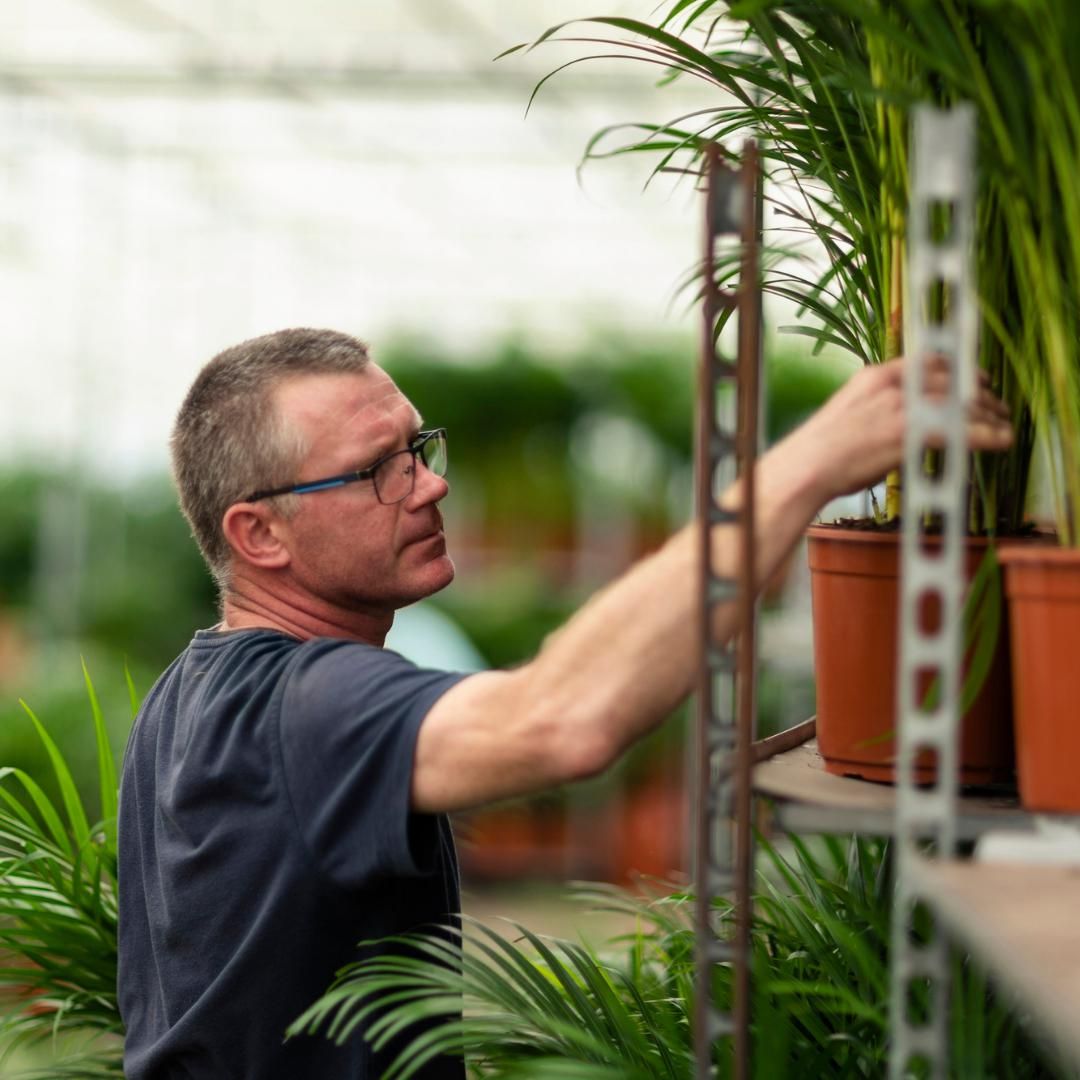 Areca Palme mit Korb – Tropische Zimmerpflanze